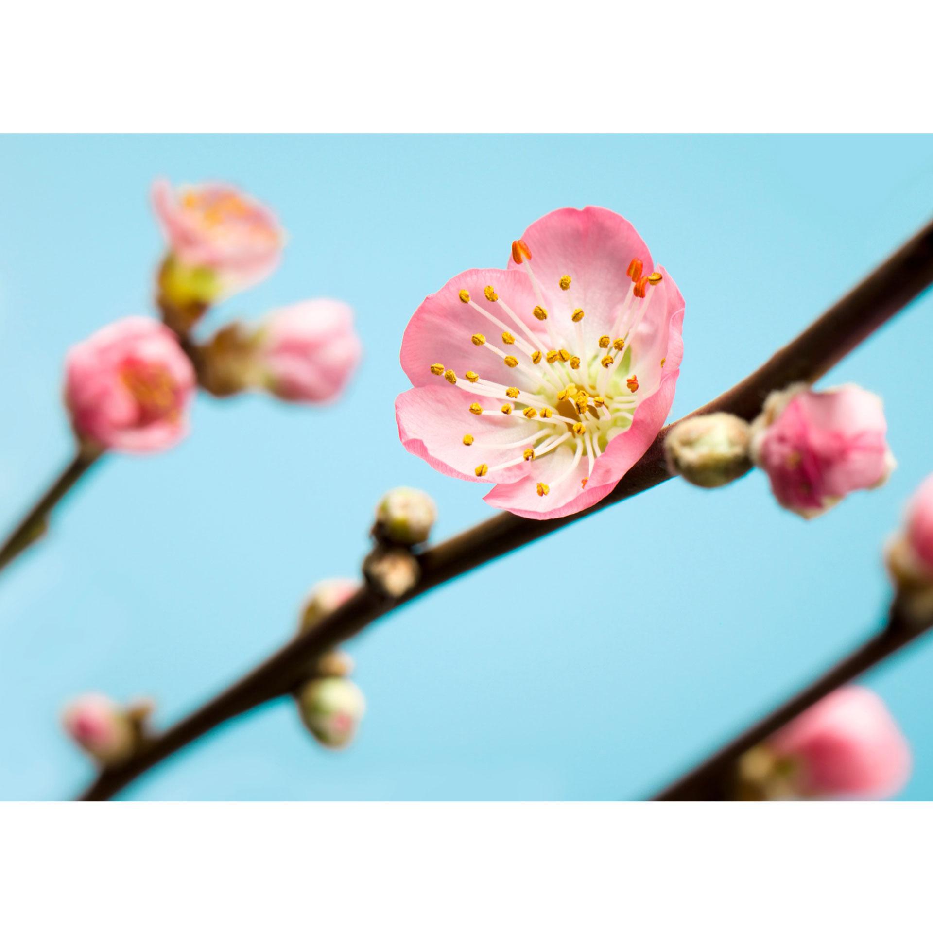 Fotobehang Vliesbehang - Peach Blossom