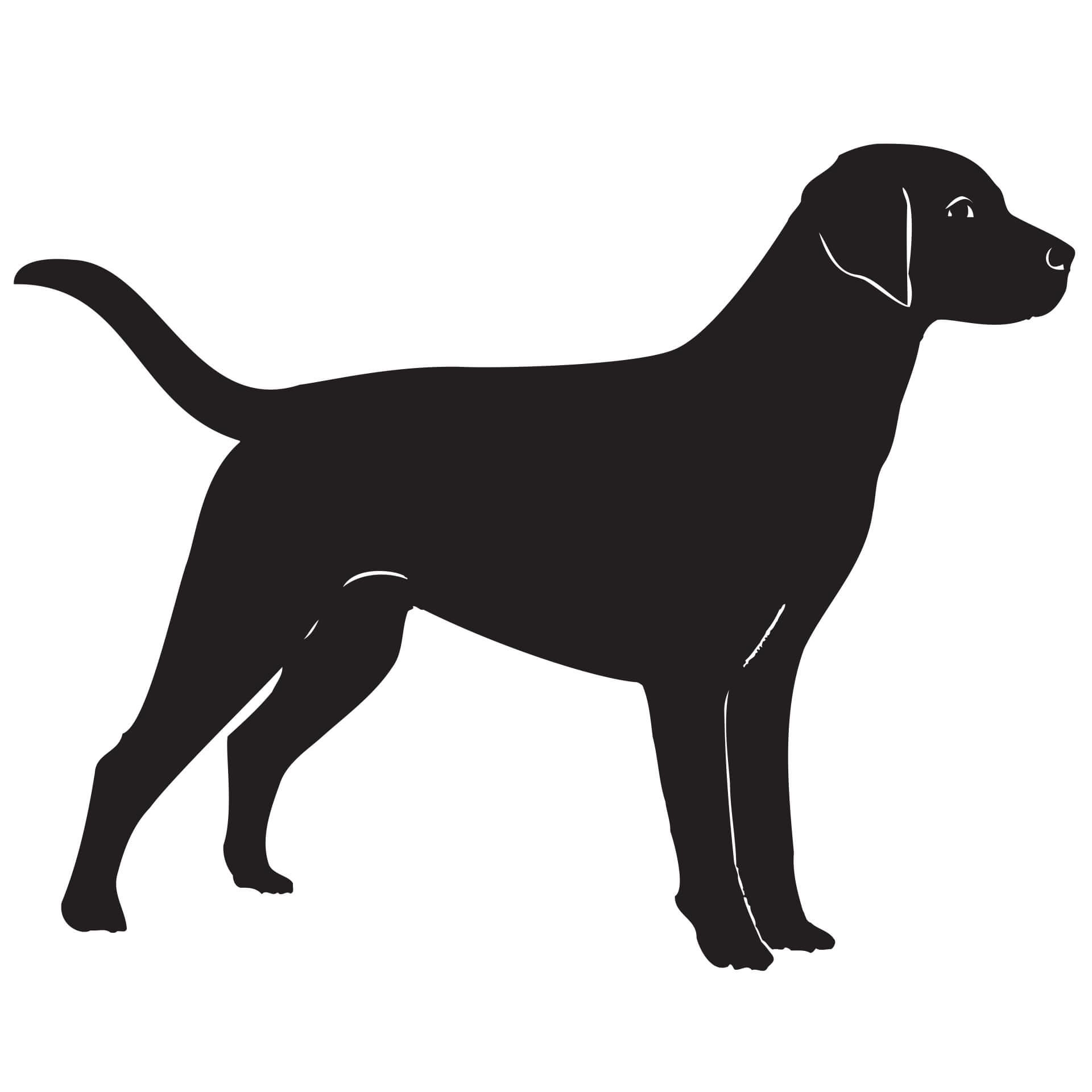 Muursticker Labrador
