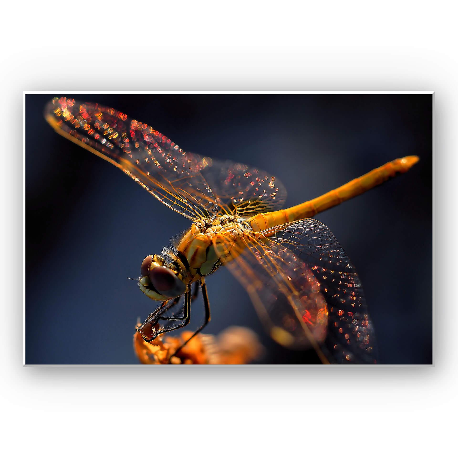 Wanddecoratie Dufour - Libelle