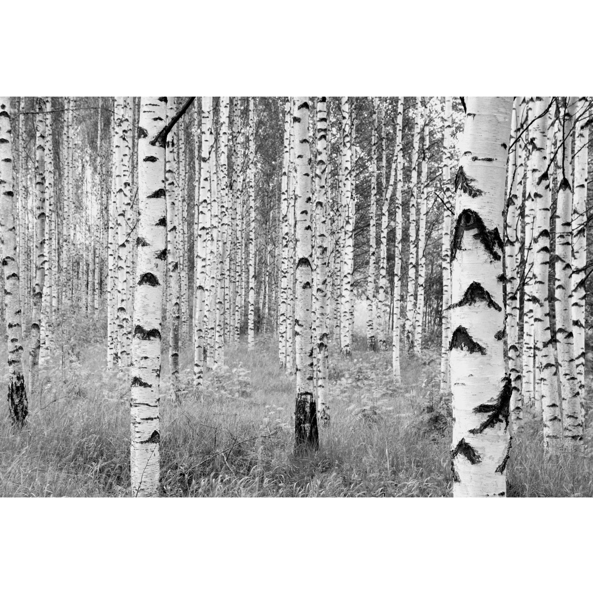 Fotobehang Vliesbehang Woods