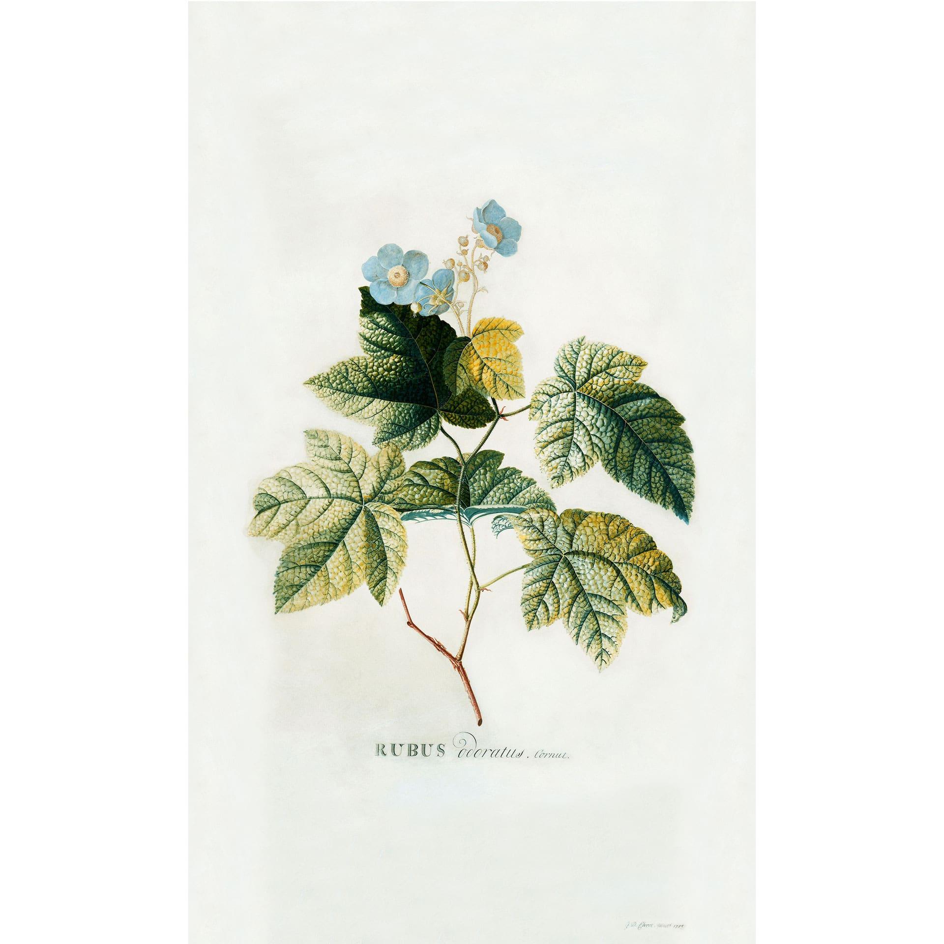 Fotobehang Ehret - Rubus
