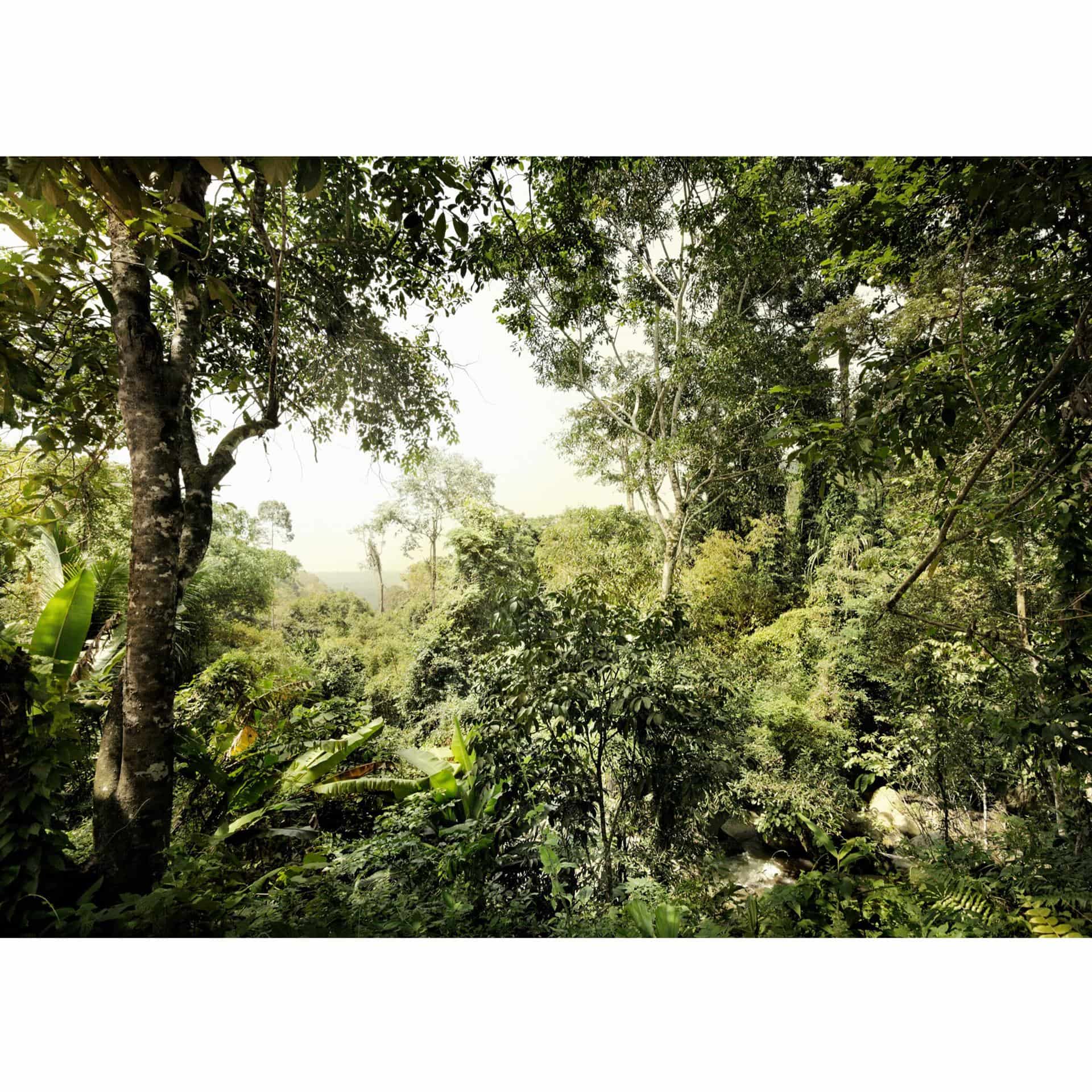 Fotobehang Vliesbehang Jungle