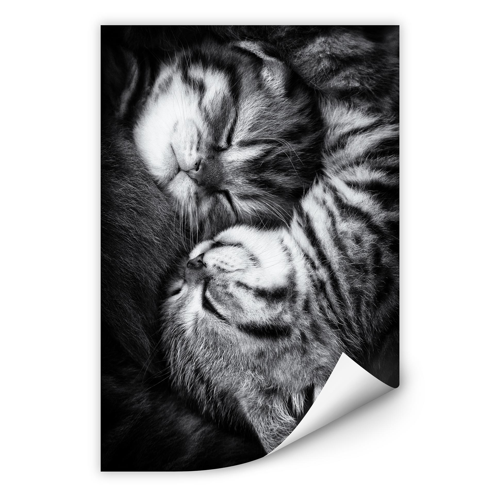 Zelfklevende Poster - Jancova - Sweet Kitten