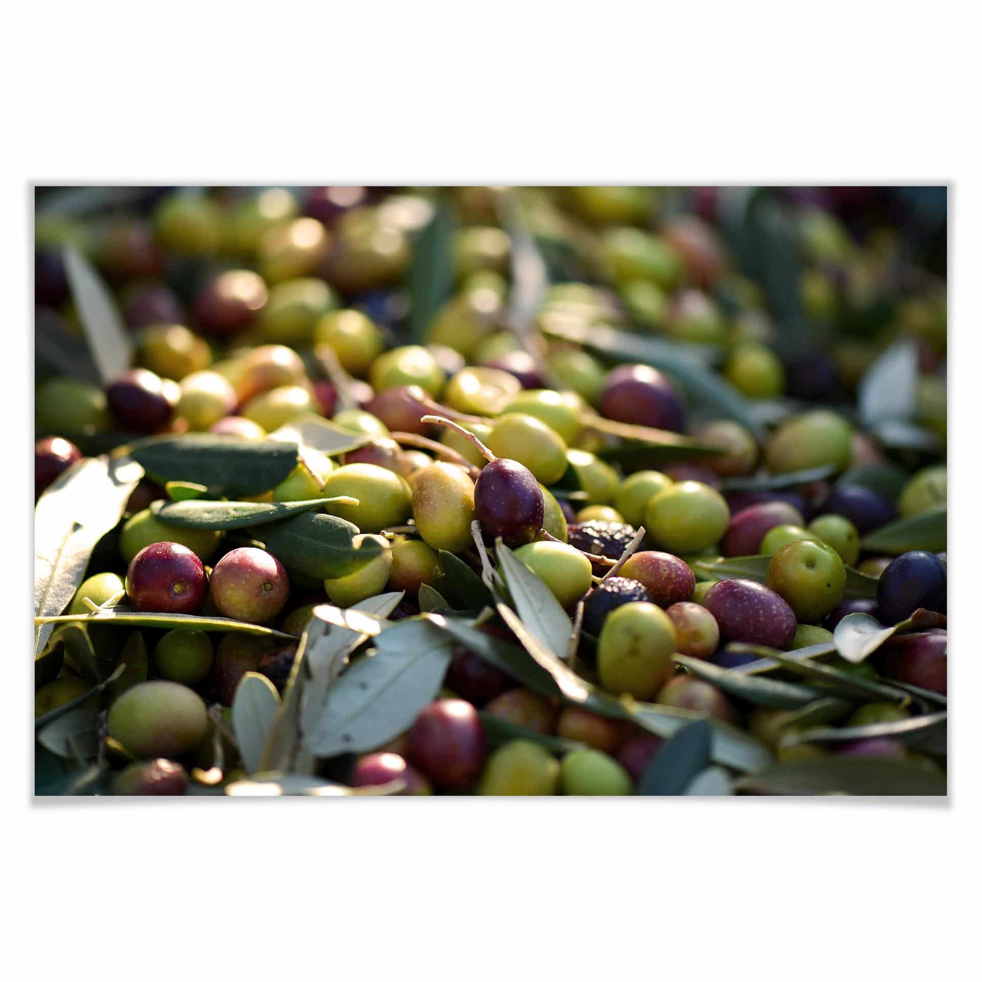 Poster - Olives méditerannéennes