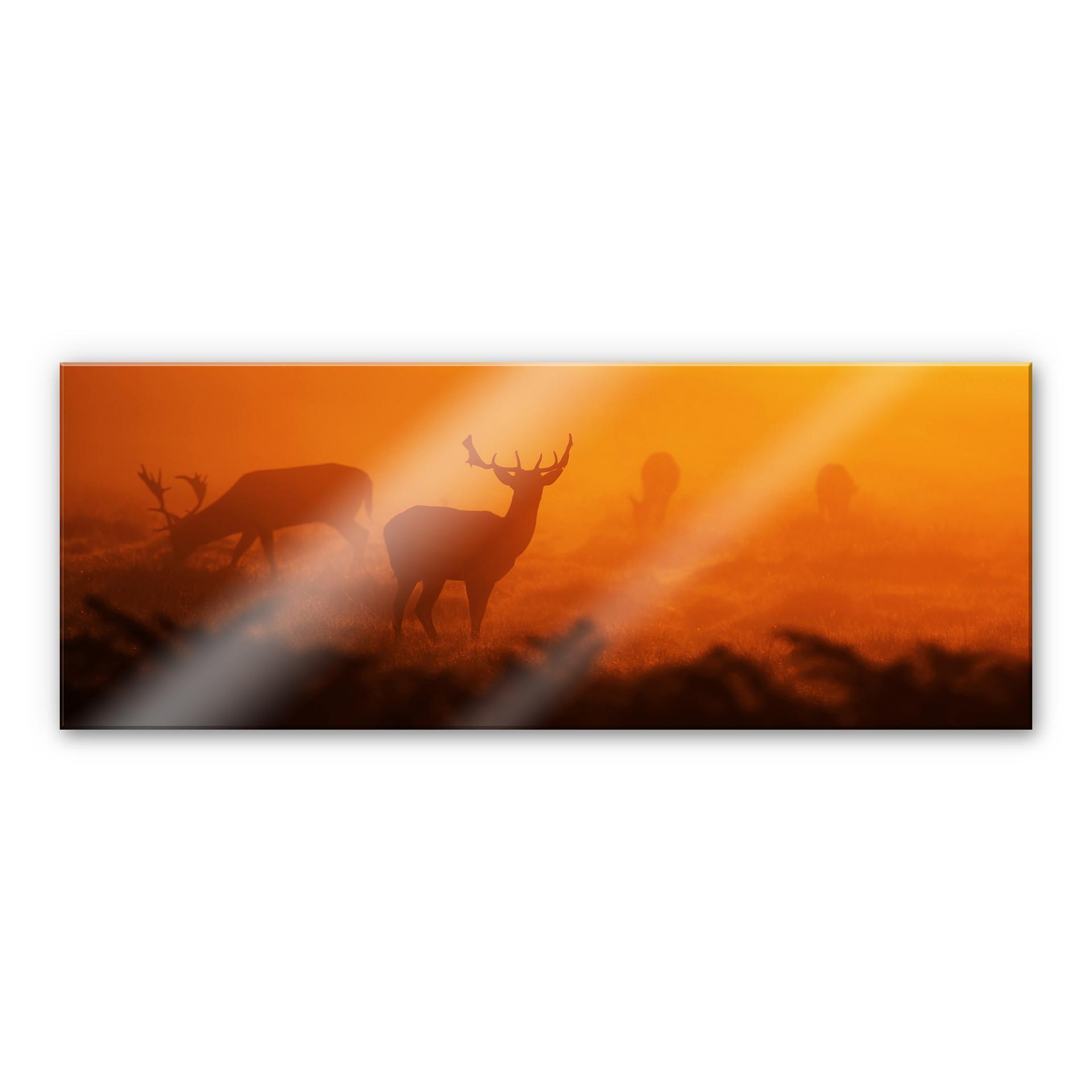 Tableau en verre acrylique - Cerfs au coucher du soleil - Panorama