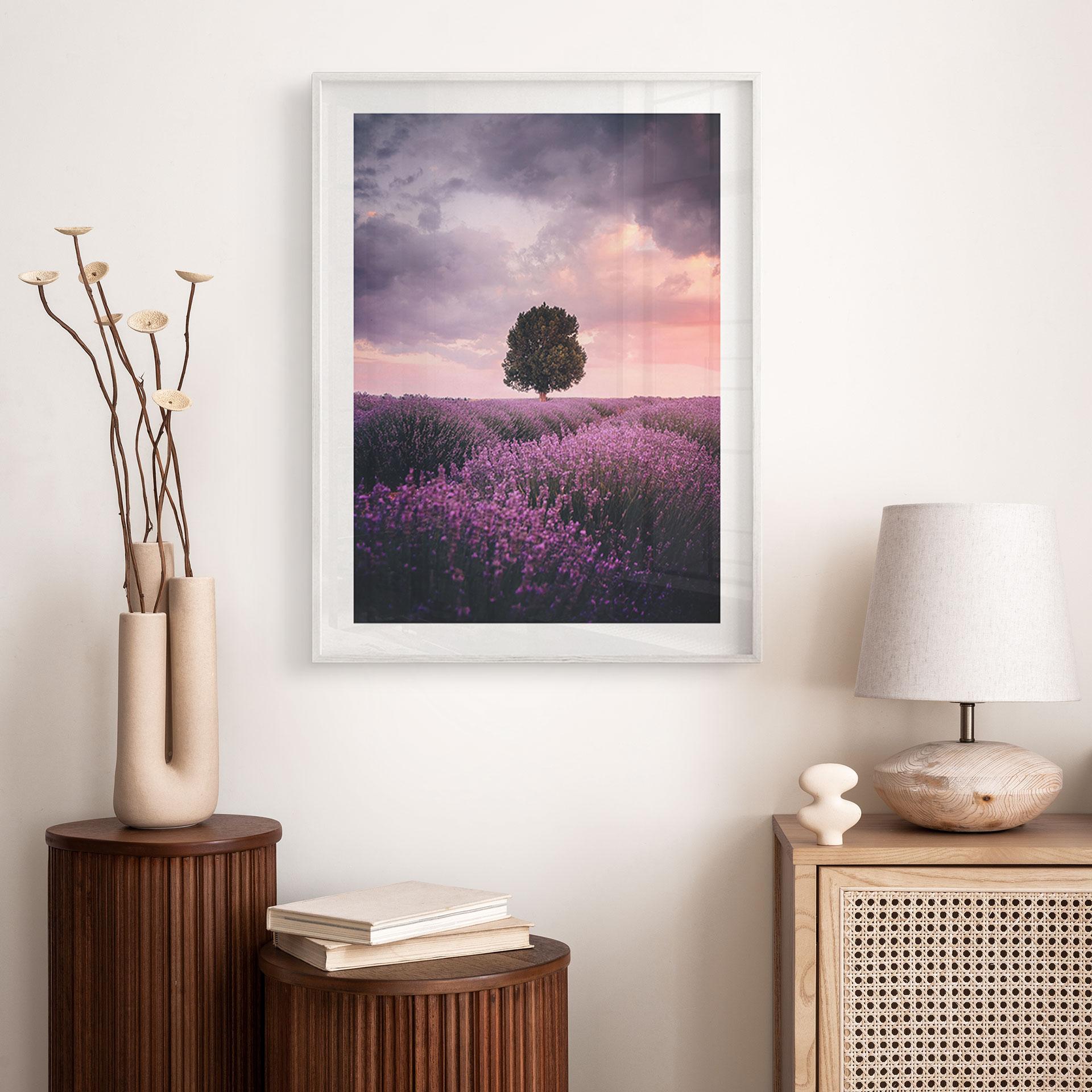 Plakat Lilla lavendelmarker ved solnedgang - Cevik