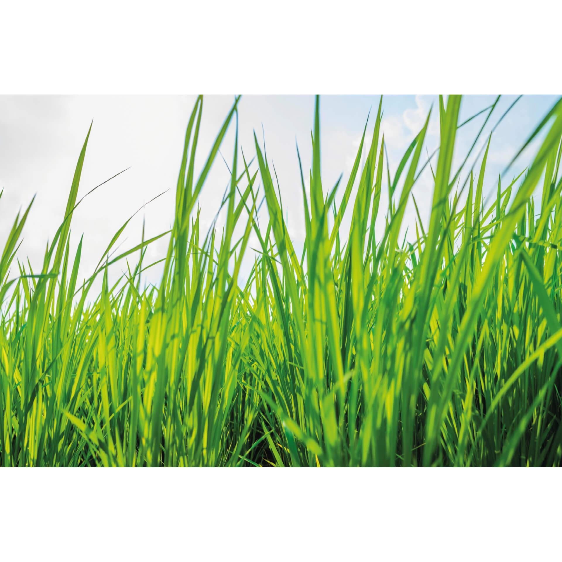 Fotobehang Groen gras
