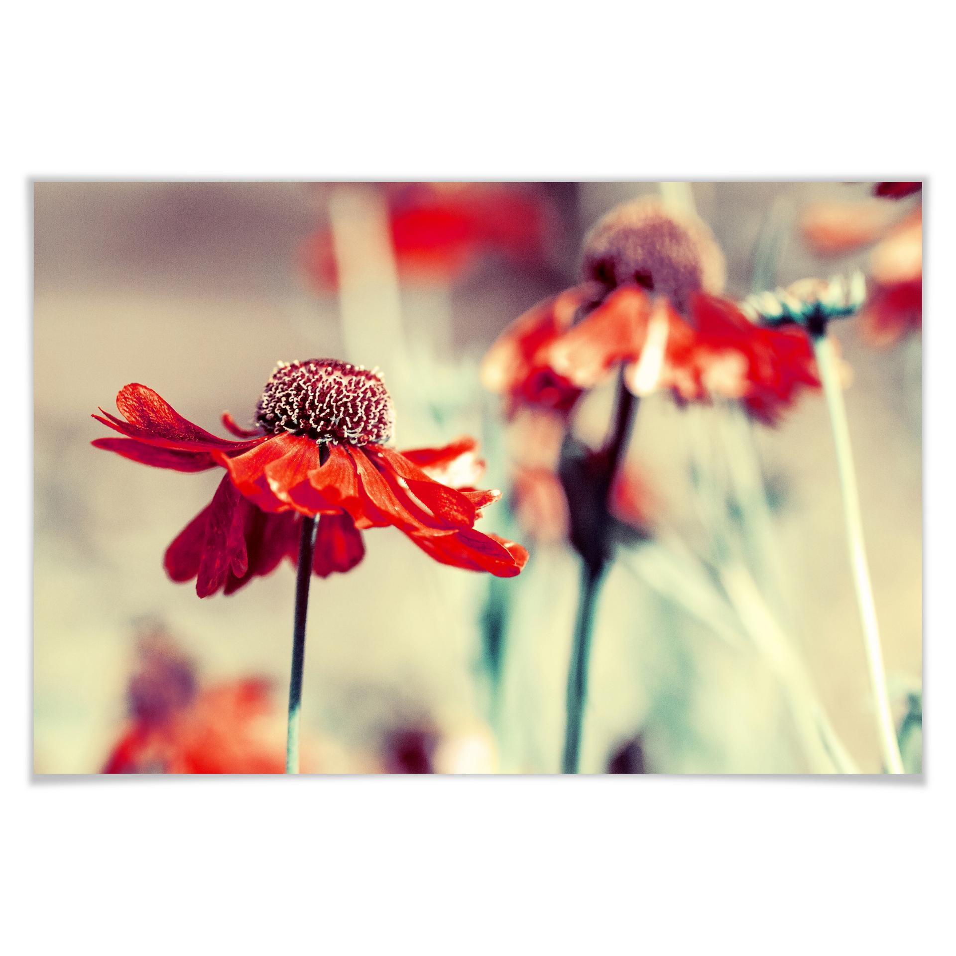Poster - Chapeau rouge