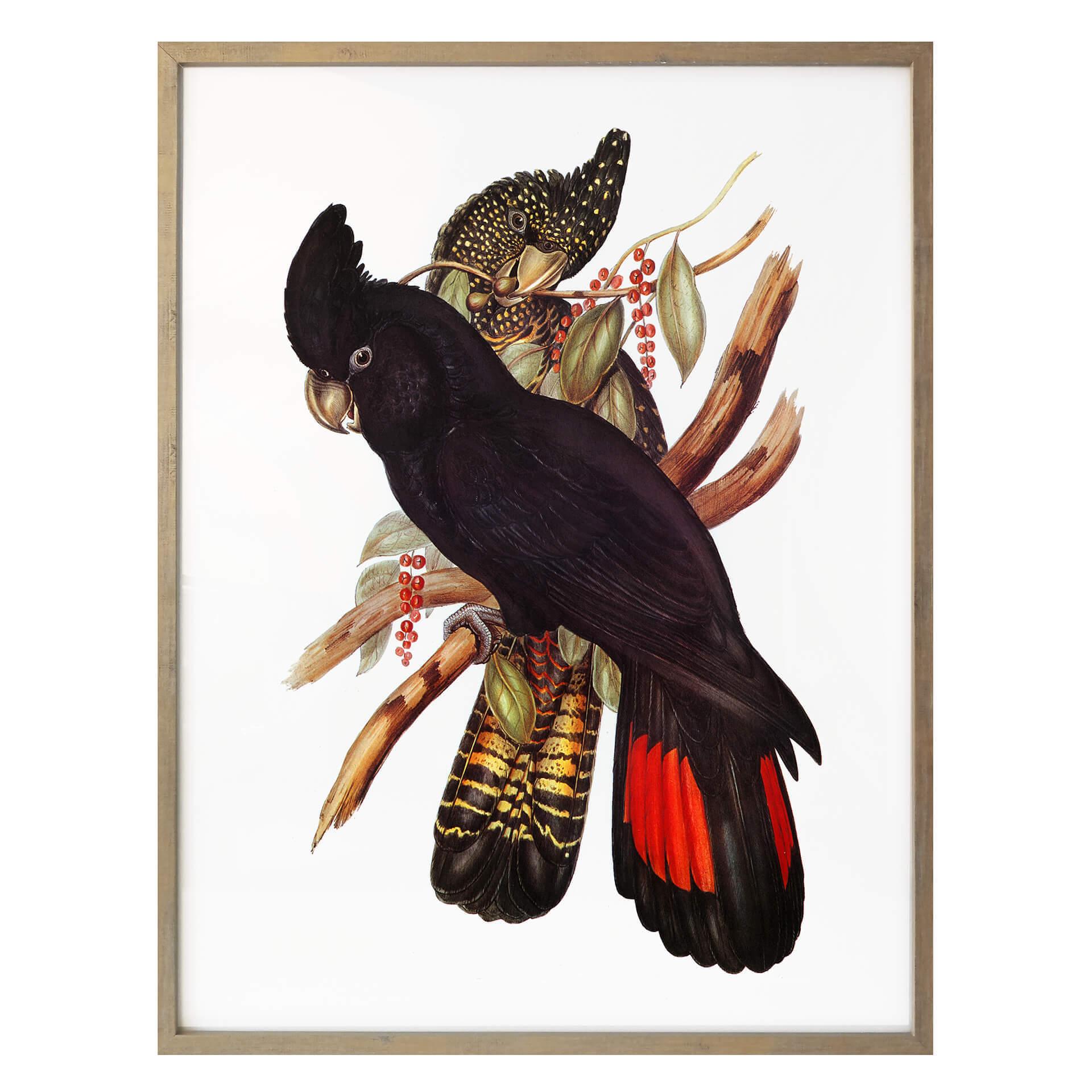 Póster de la cacatúa negra