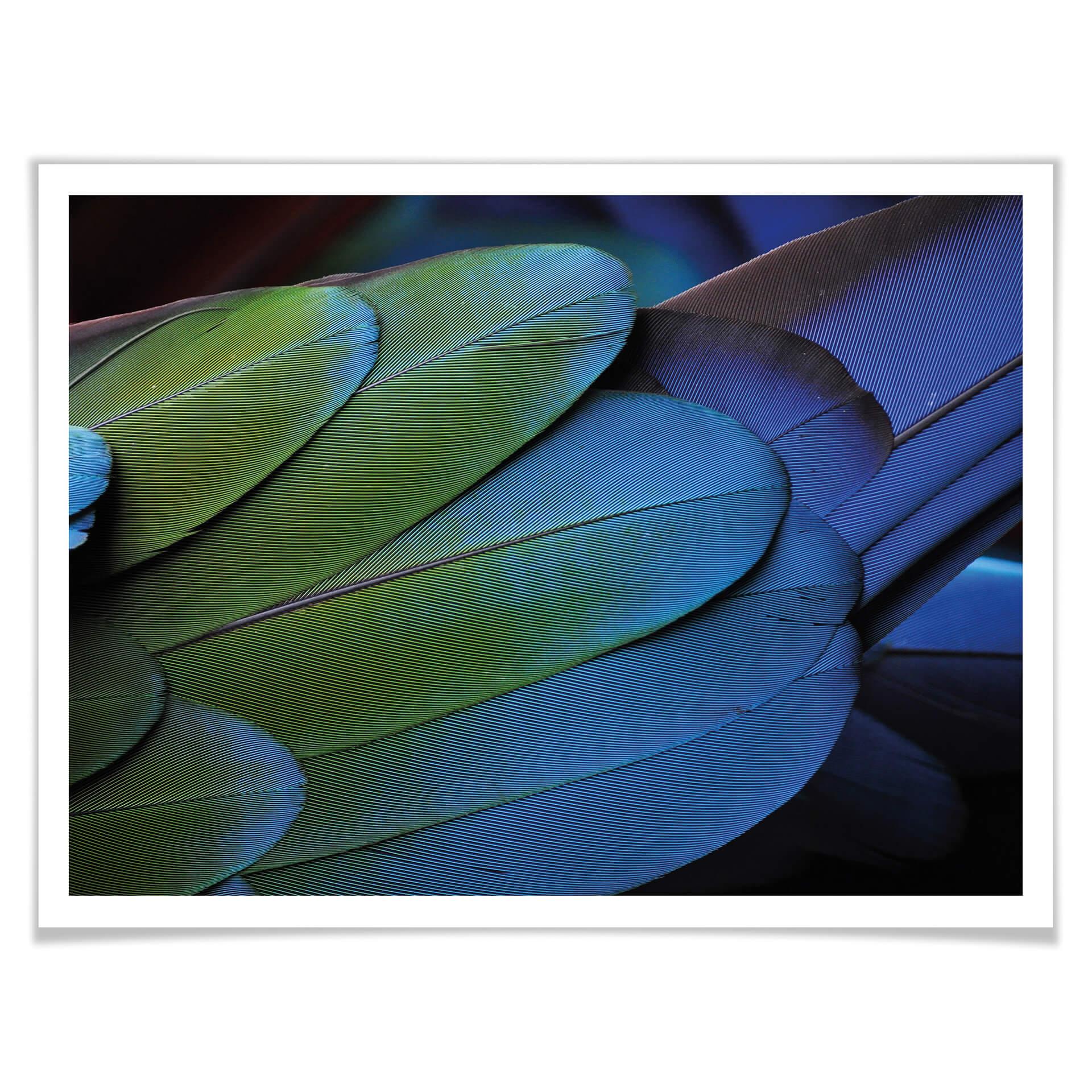 Plakat Tropical Colours