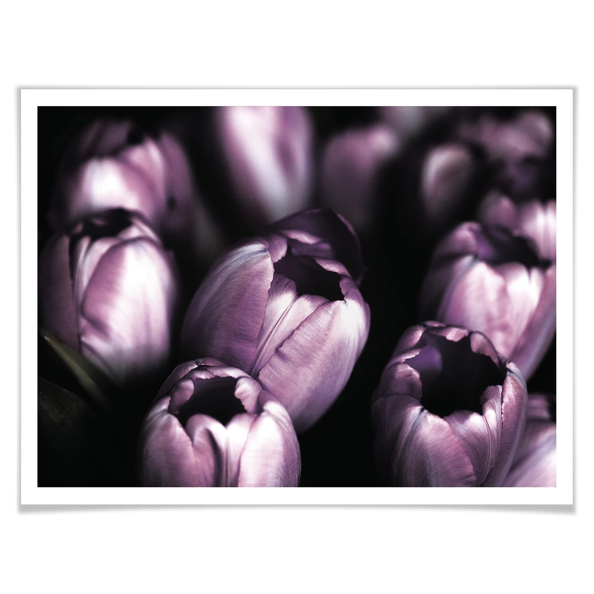 Poster Tulips