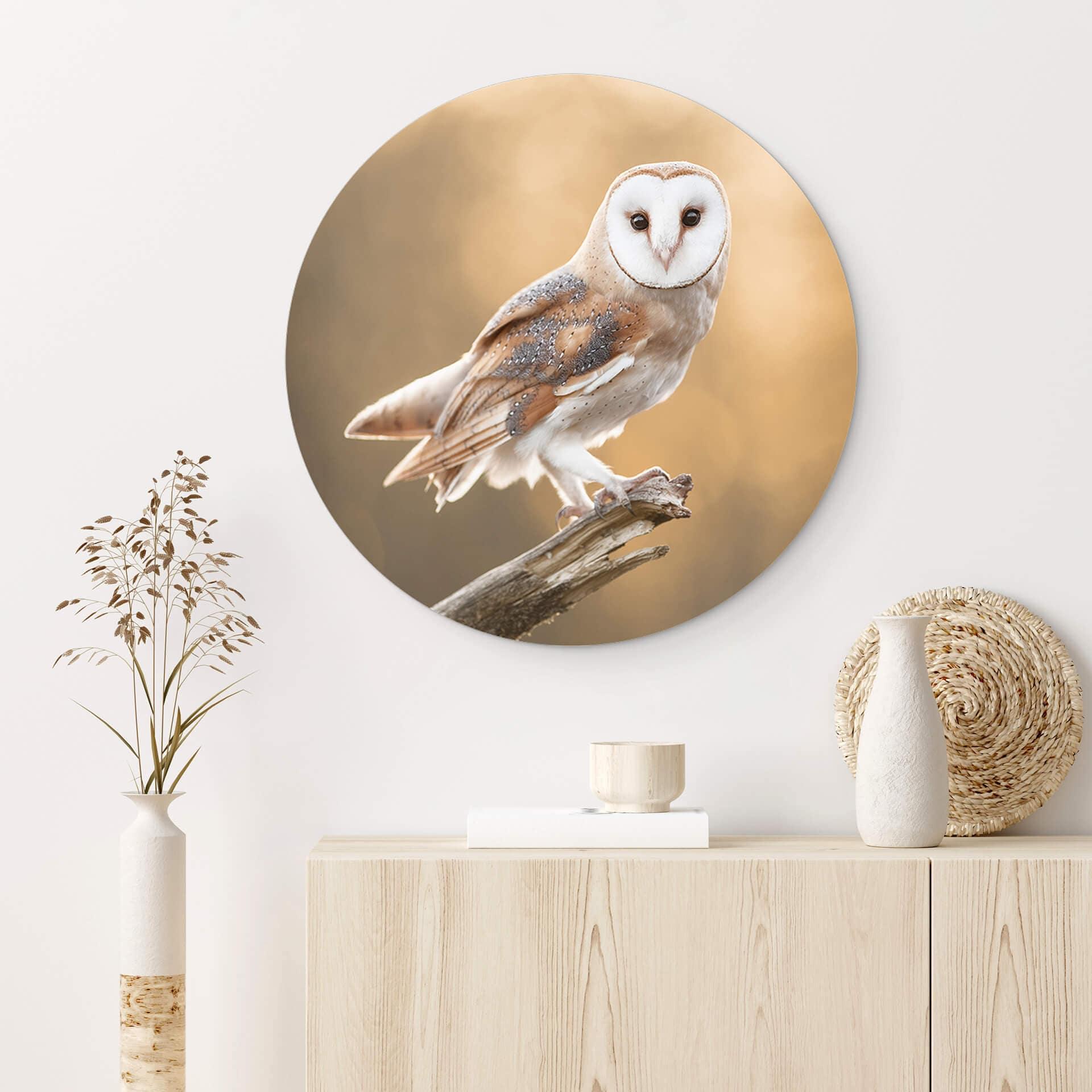 Wandbild van Duijn - Schleiereule in goldenem Licht - Alu-Dibond Rund