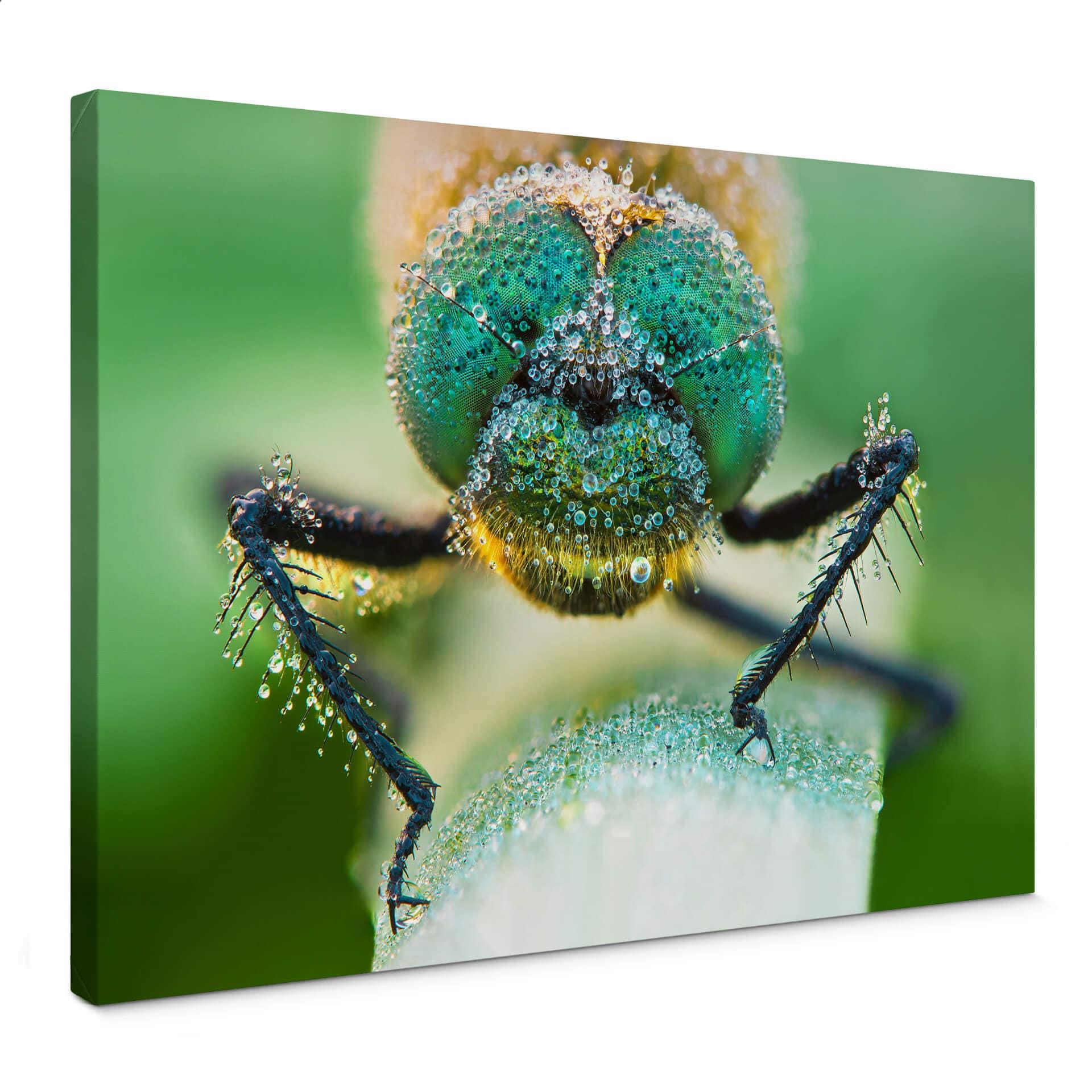 Canvasbillede - Sabol - Morning Dew