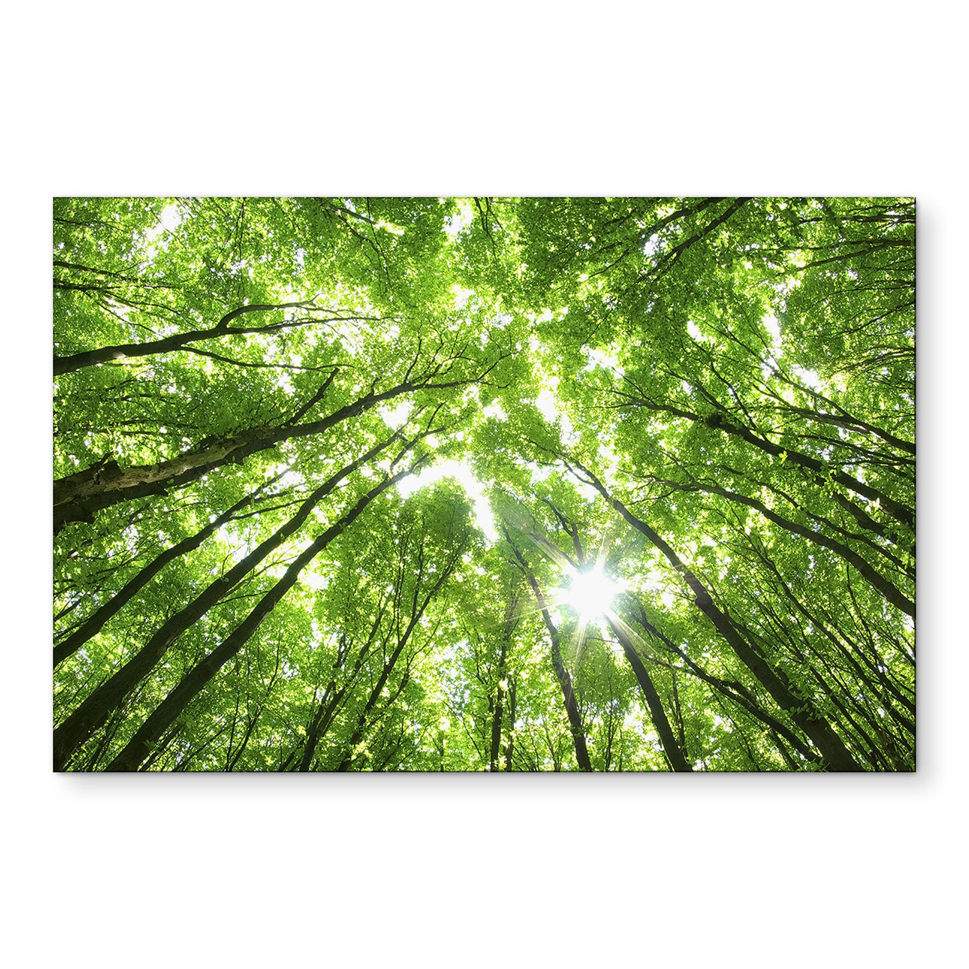 Wandbild Baumkronen im Wald - Alu-Dibond