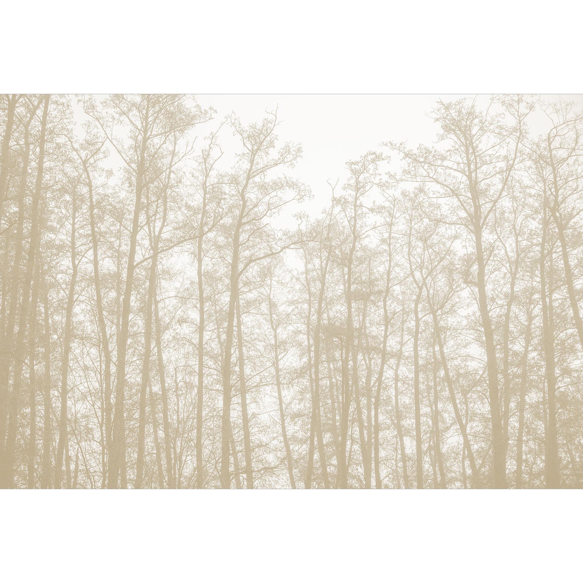 Bos Fotobehang - Stil winterbos - Böhmer