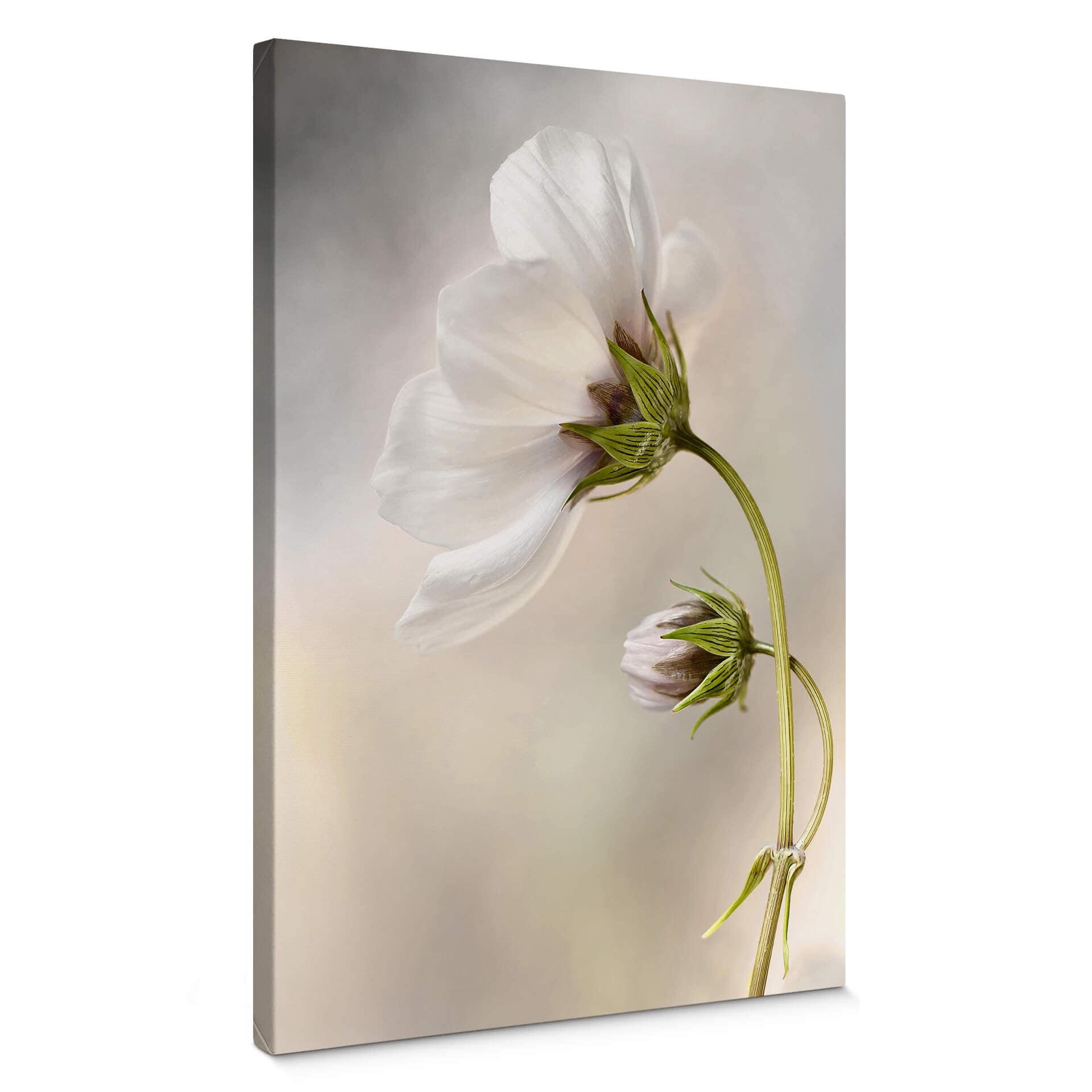 Canvasbillede - Disher - Cosmos