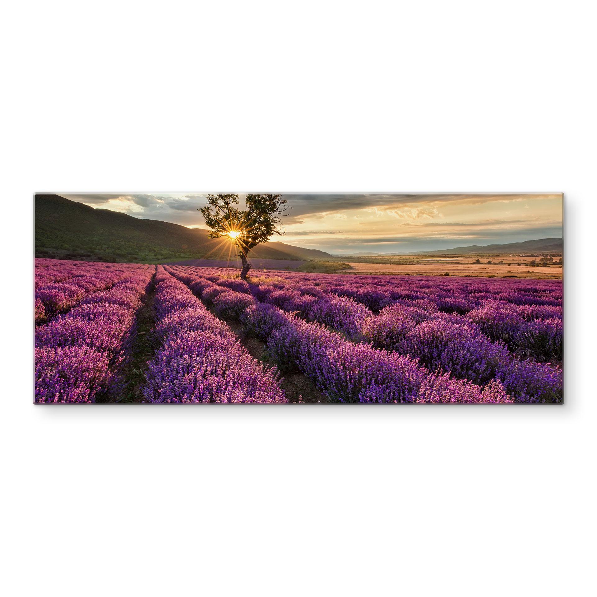 Spritzschutz Lavendelblüte in der Provence - Panorama