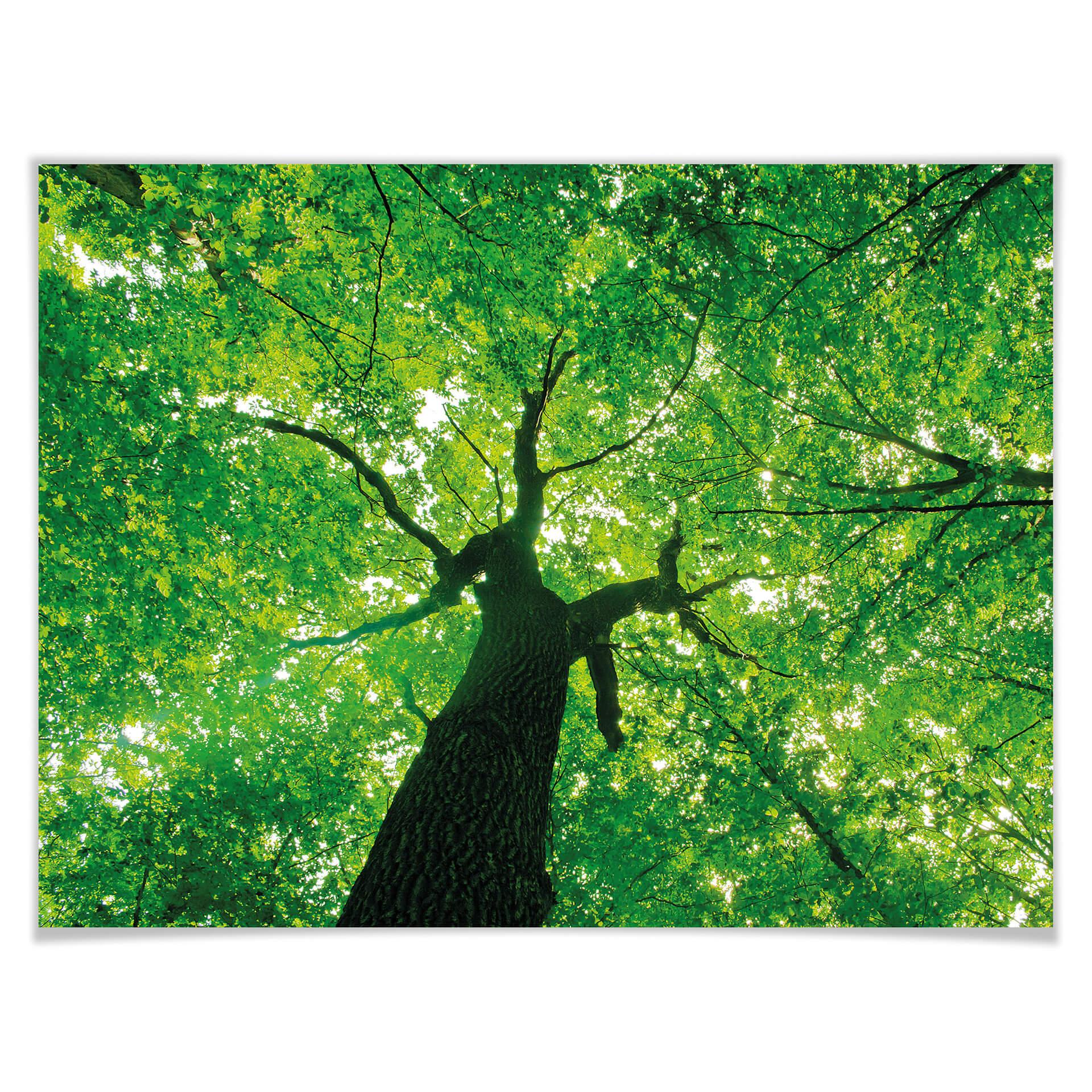 Plakat pod drzewami