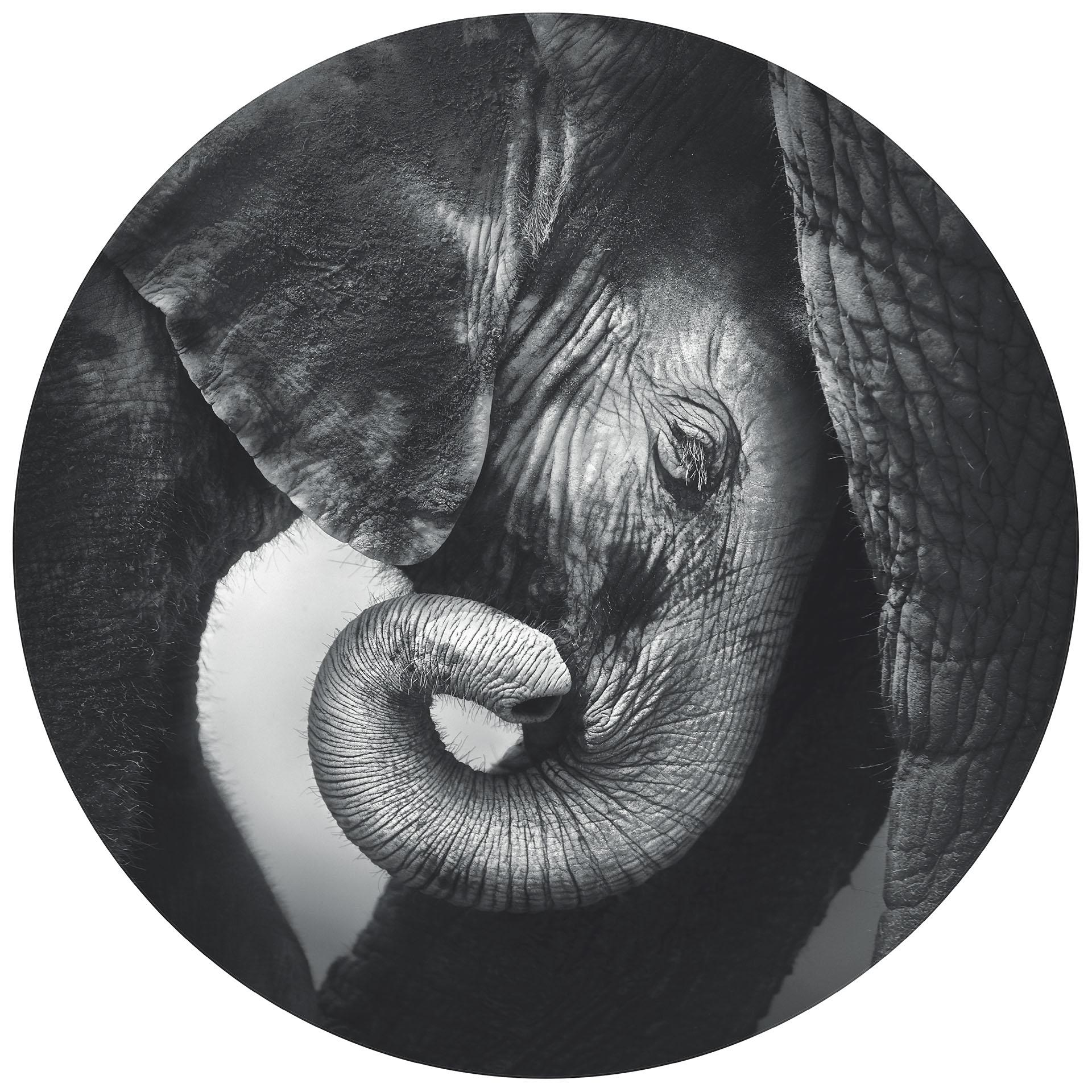 Behangcirkel Jonge Olifant - vliesbehang/zelfklevend vliesbehang