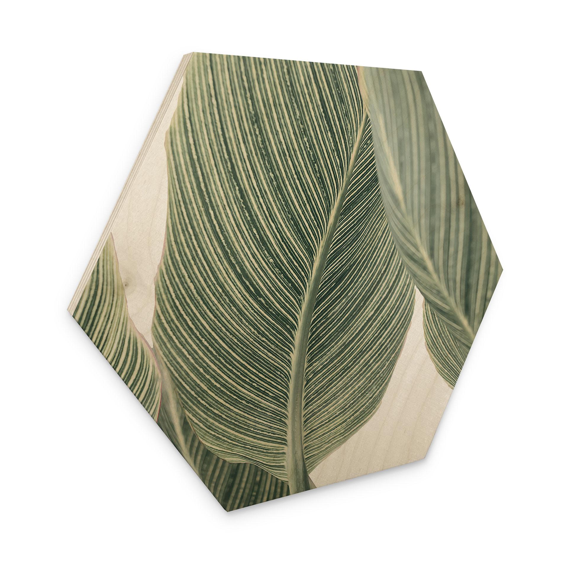 Sekskantet træ Calathea-plante - Sisi & Seb