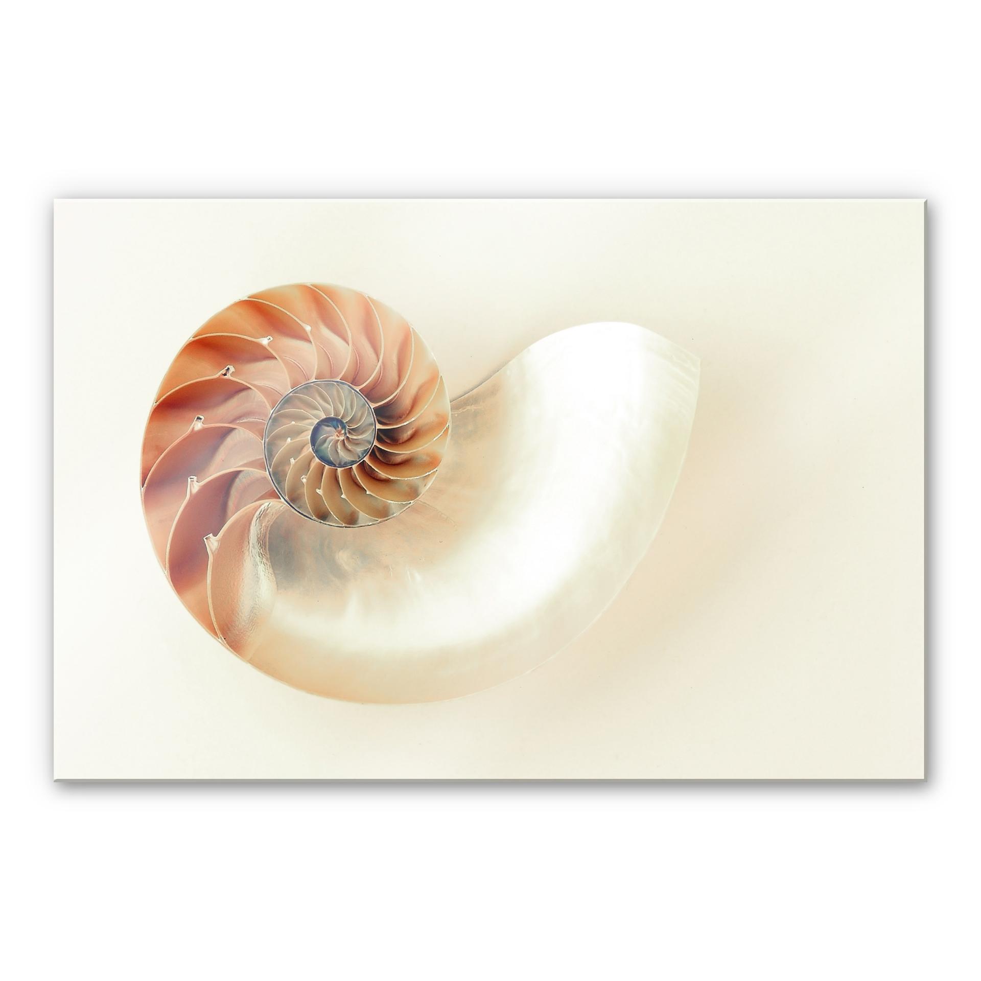 Akrylbillede Nautilus