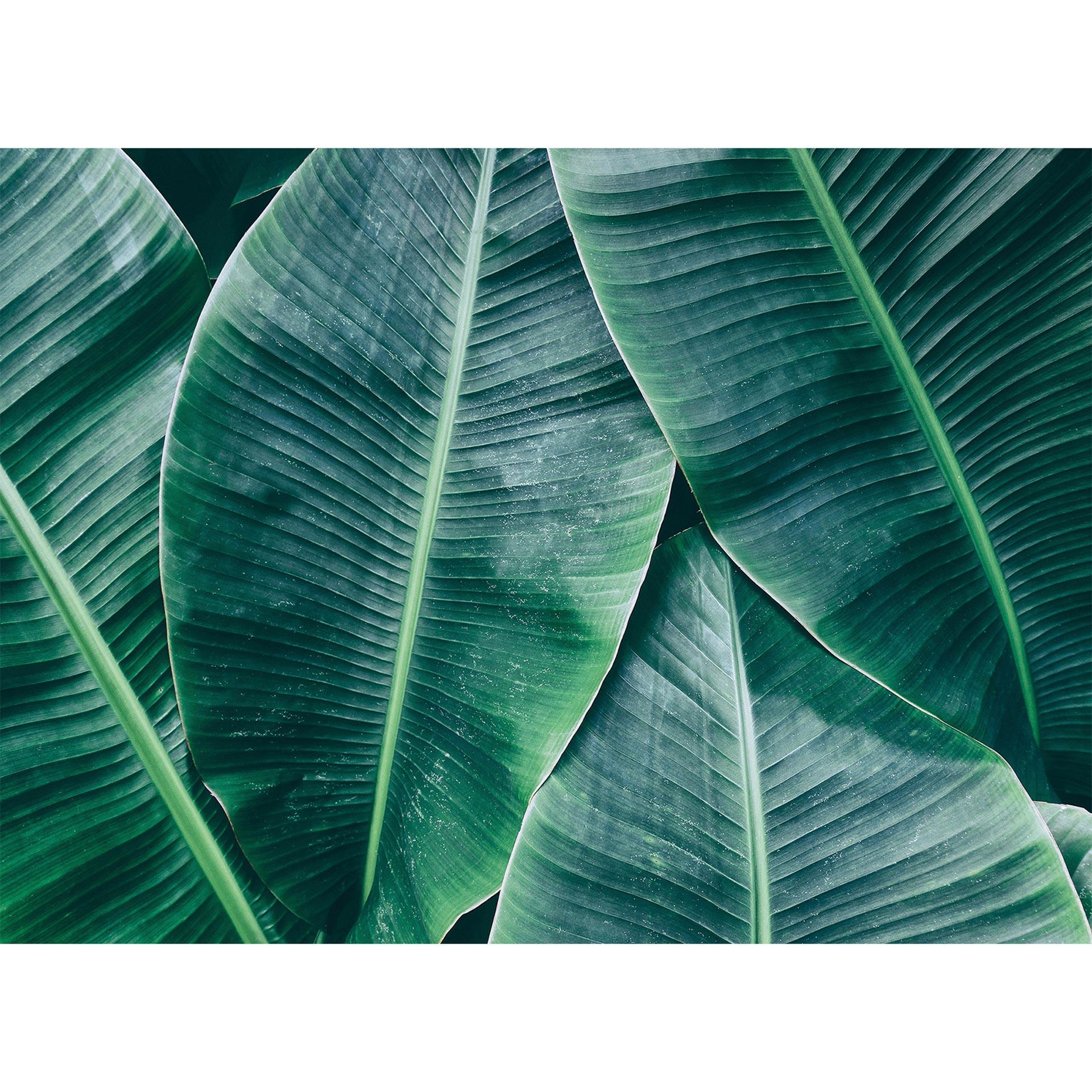 Architects Paper Fotobehang Atelier 47 Banana Leaves