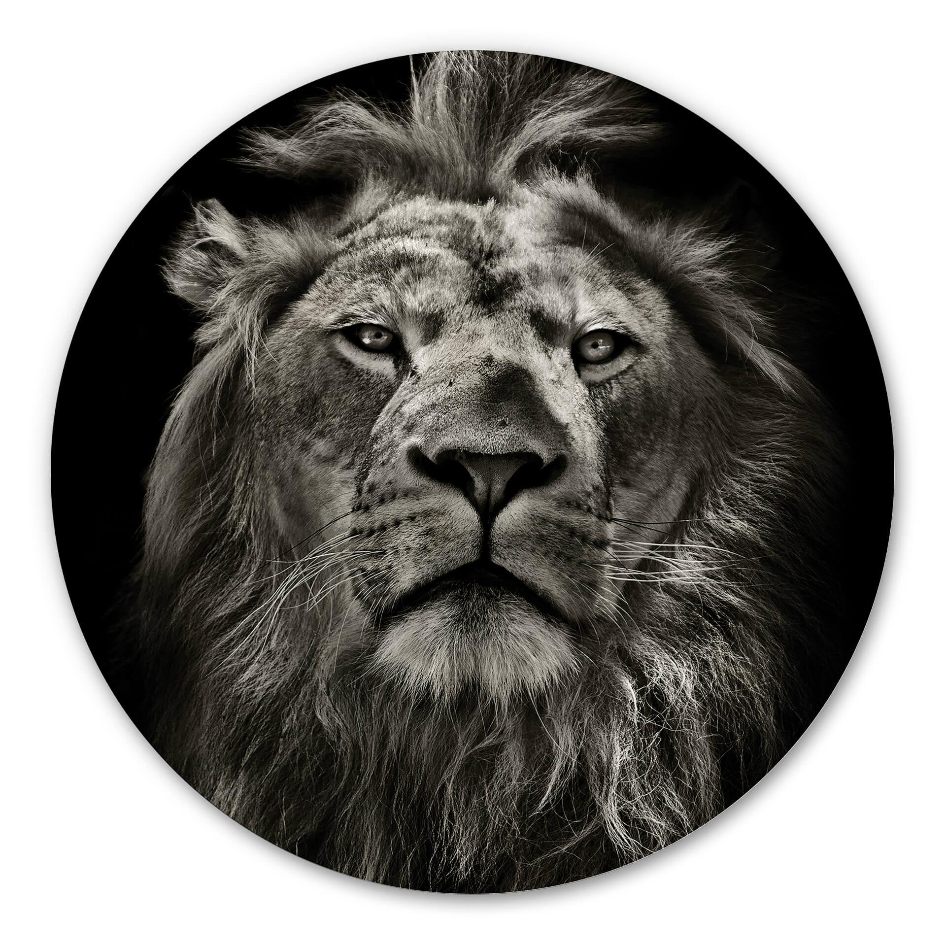 Tableau en Alu-Dibond Lion - Rond