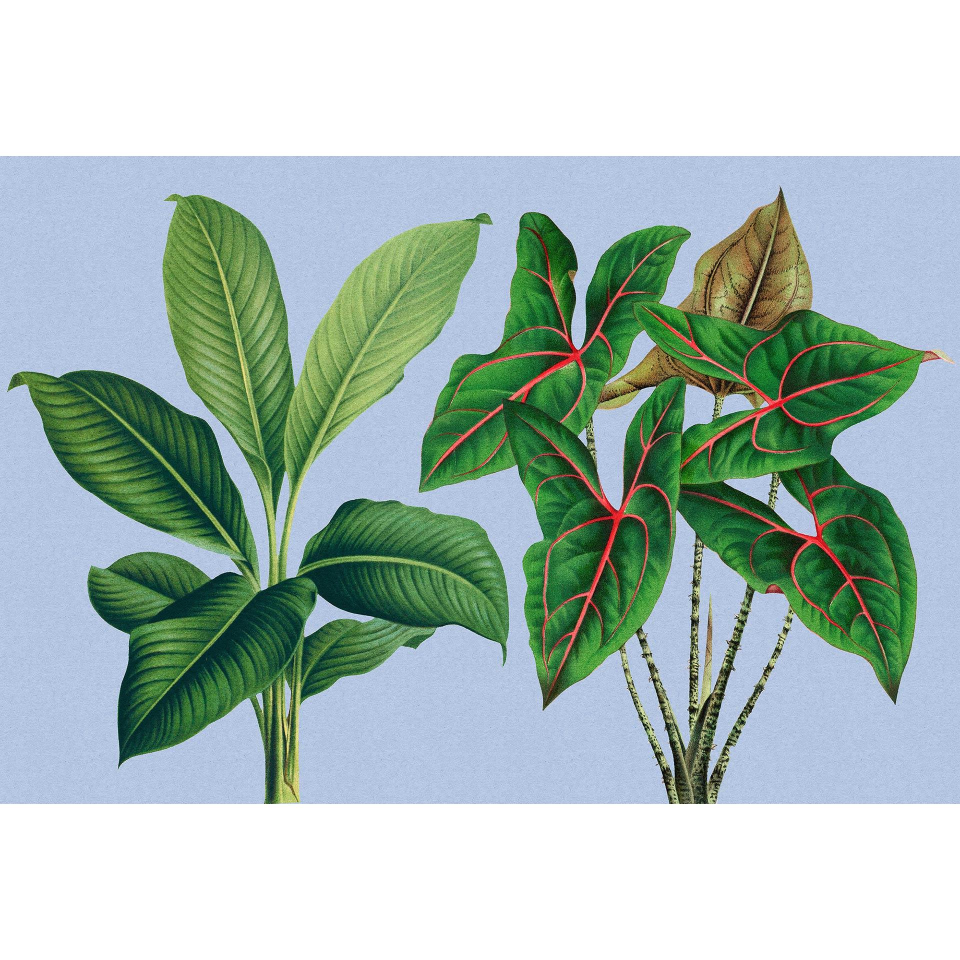 Livingwalls Fotobehang Walls by Patel 3 Leaf Garden