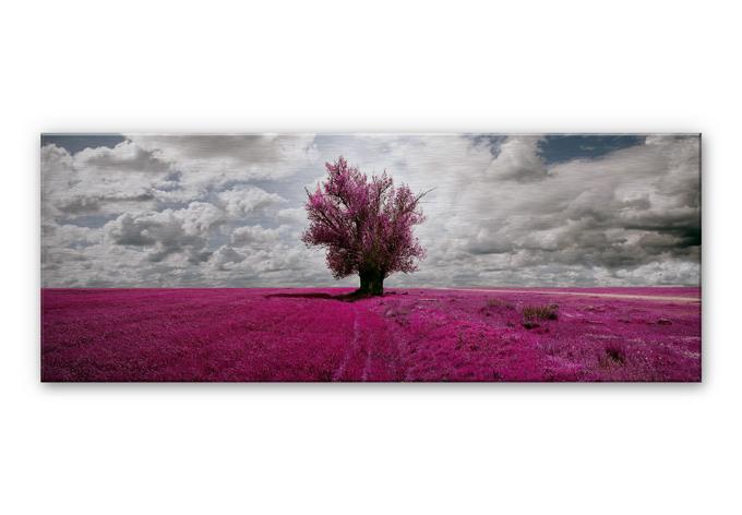 Tableau en alu-Dibond  The Lonely Tree - Panorama