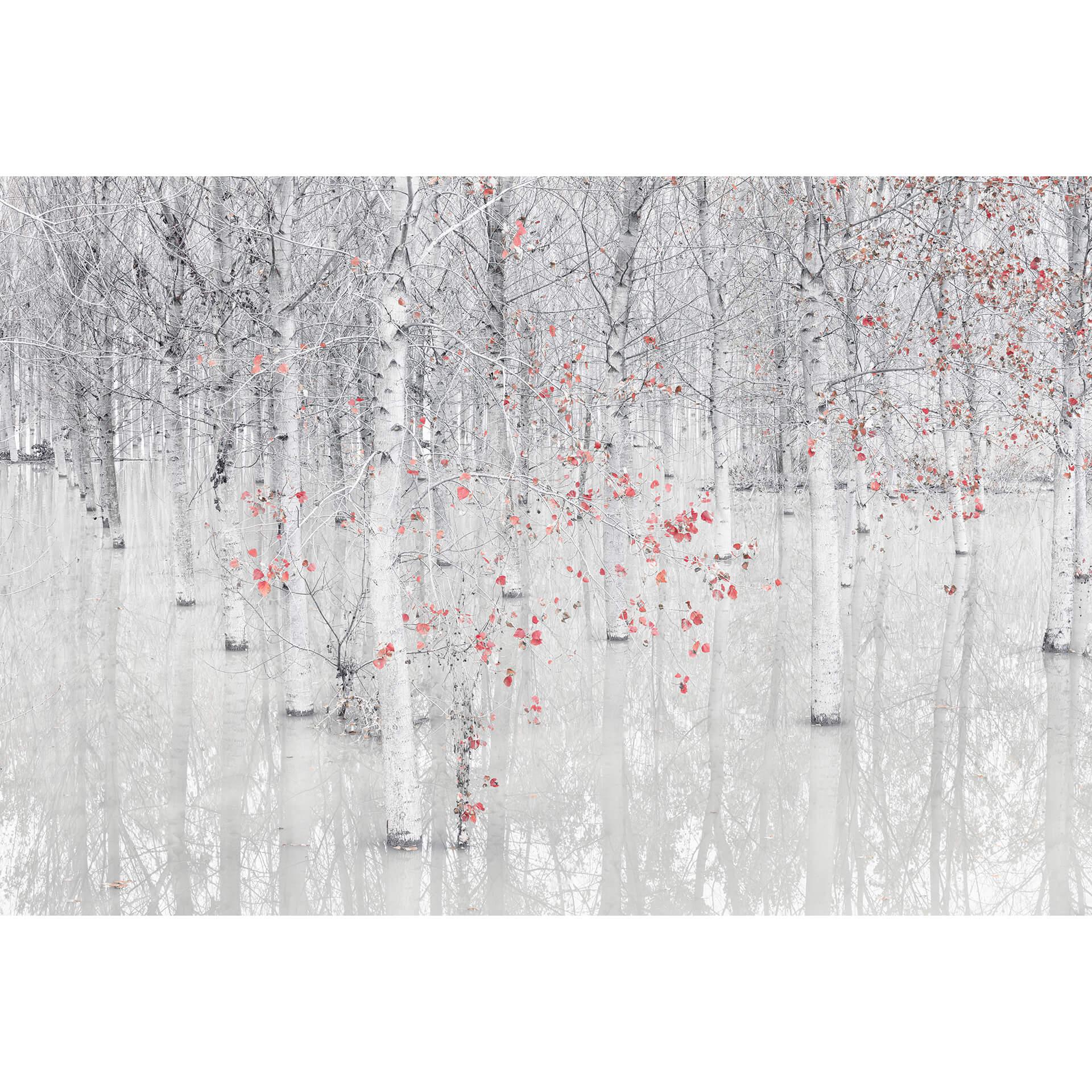 Fotobehang Carozzi - Wit Berkenbos met Rode Bladeren - Japandi Stijl