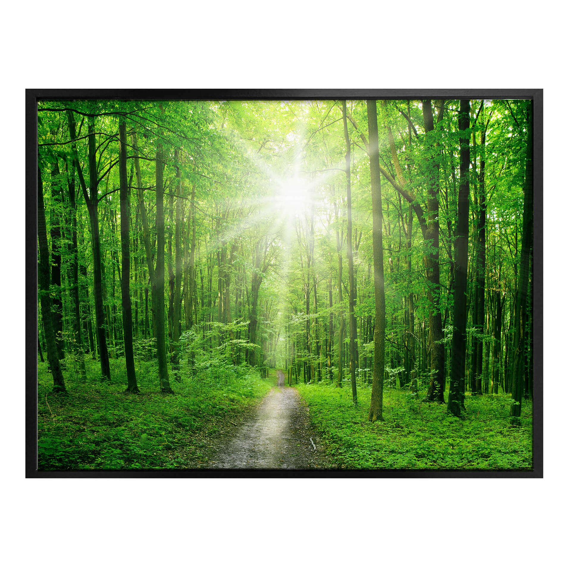Póster Bosque soleado