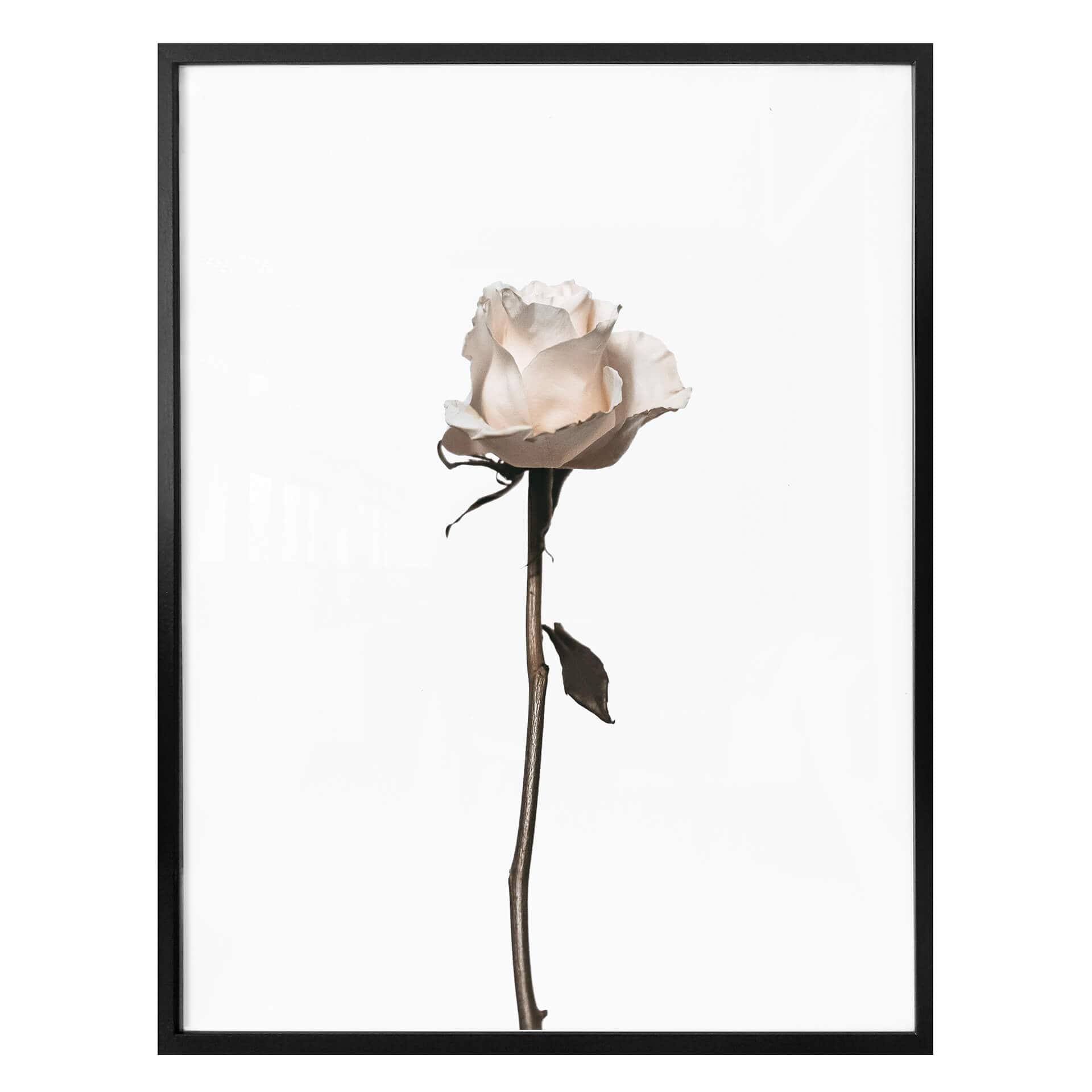 Plakat - Den hvide rose