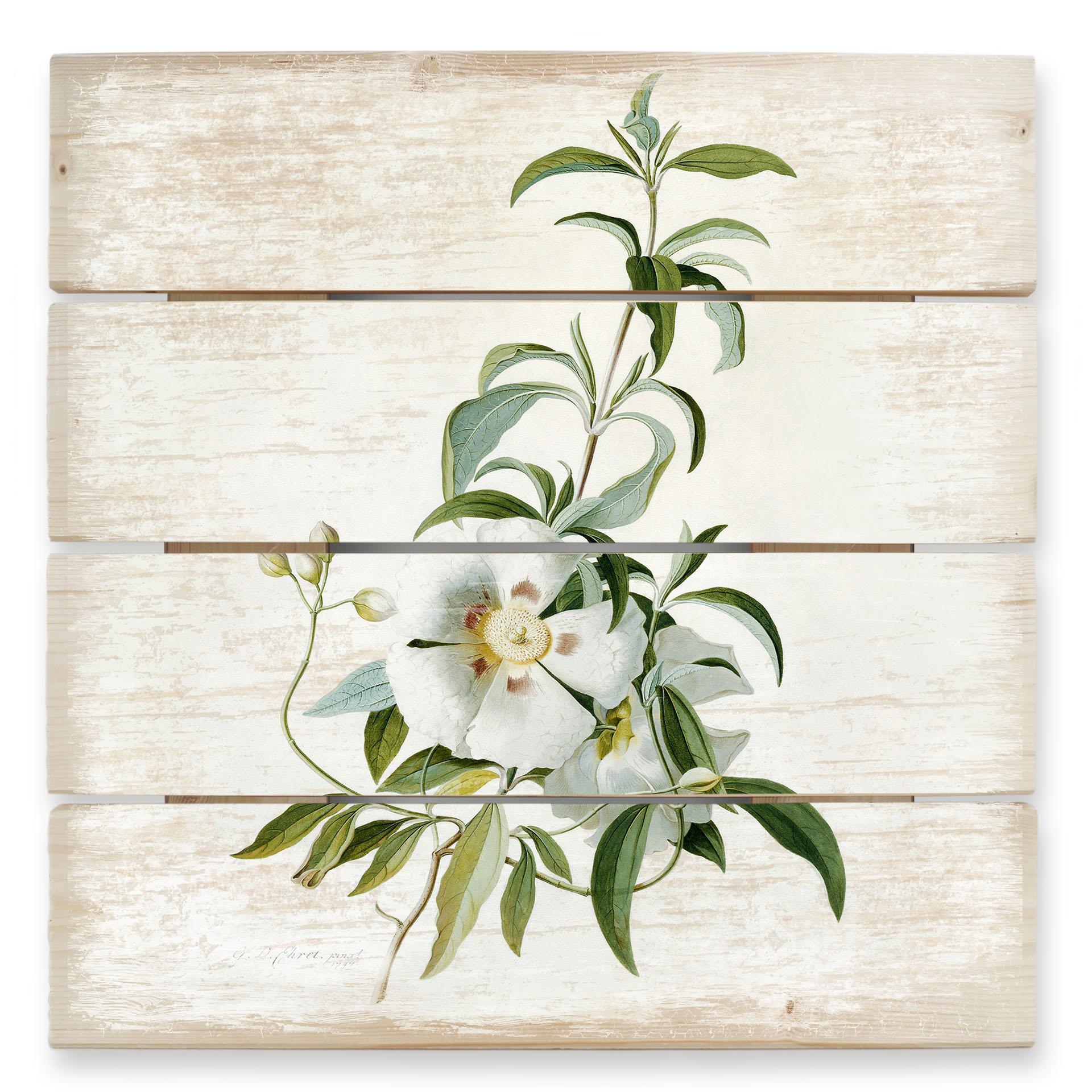 Ehret Trätavla - Cistus ros - 40x41,5 cm
