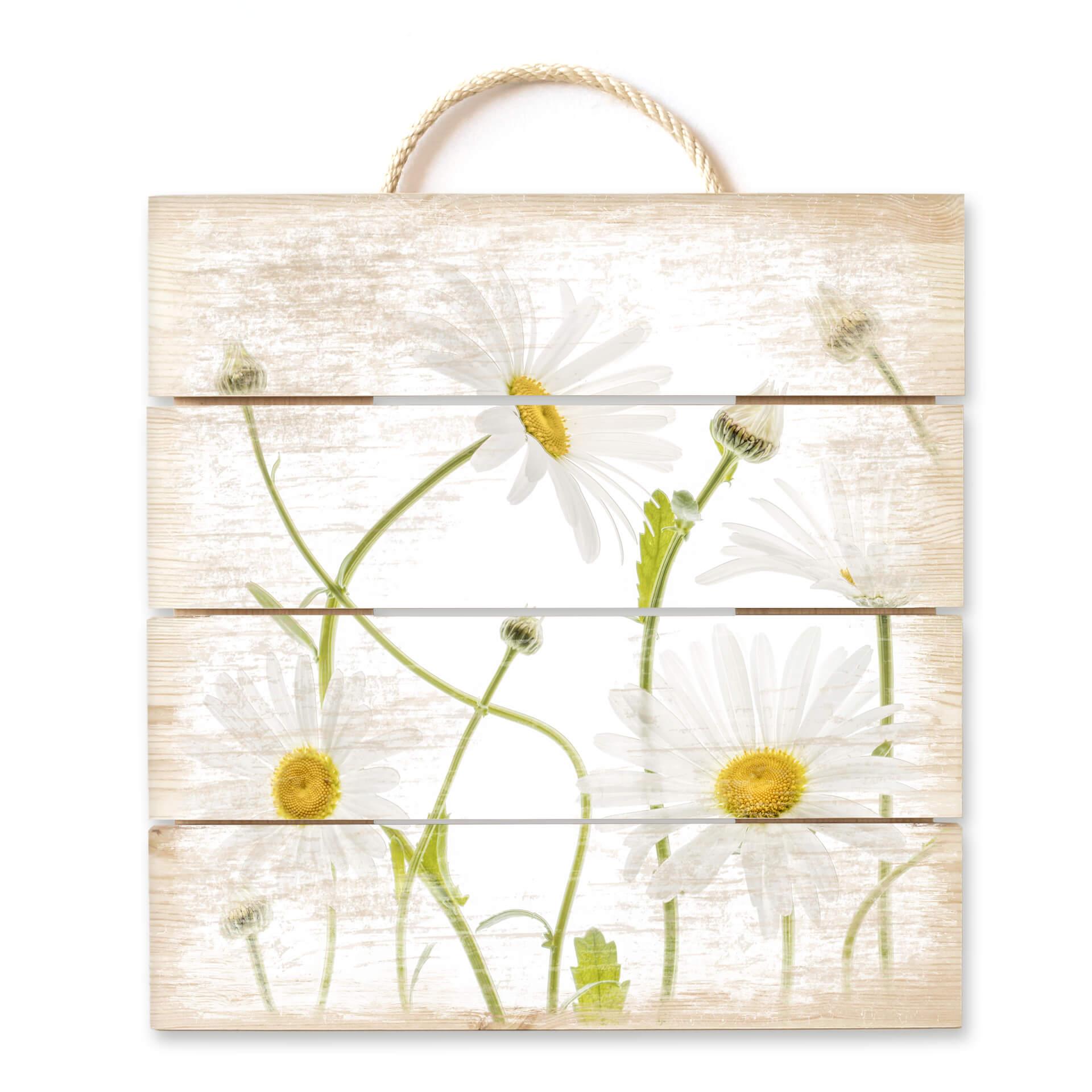 Obraz drewniany Disher - Ox eye Daisies - 40x41,5 cm