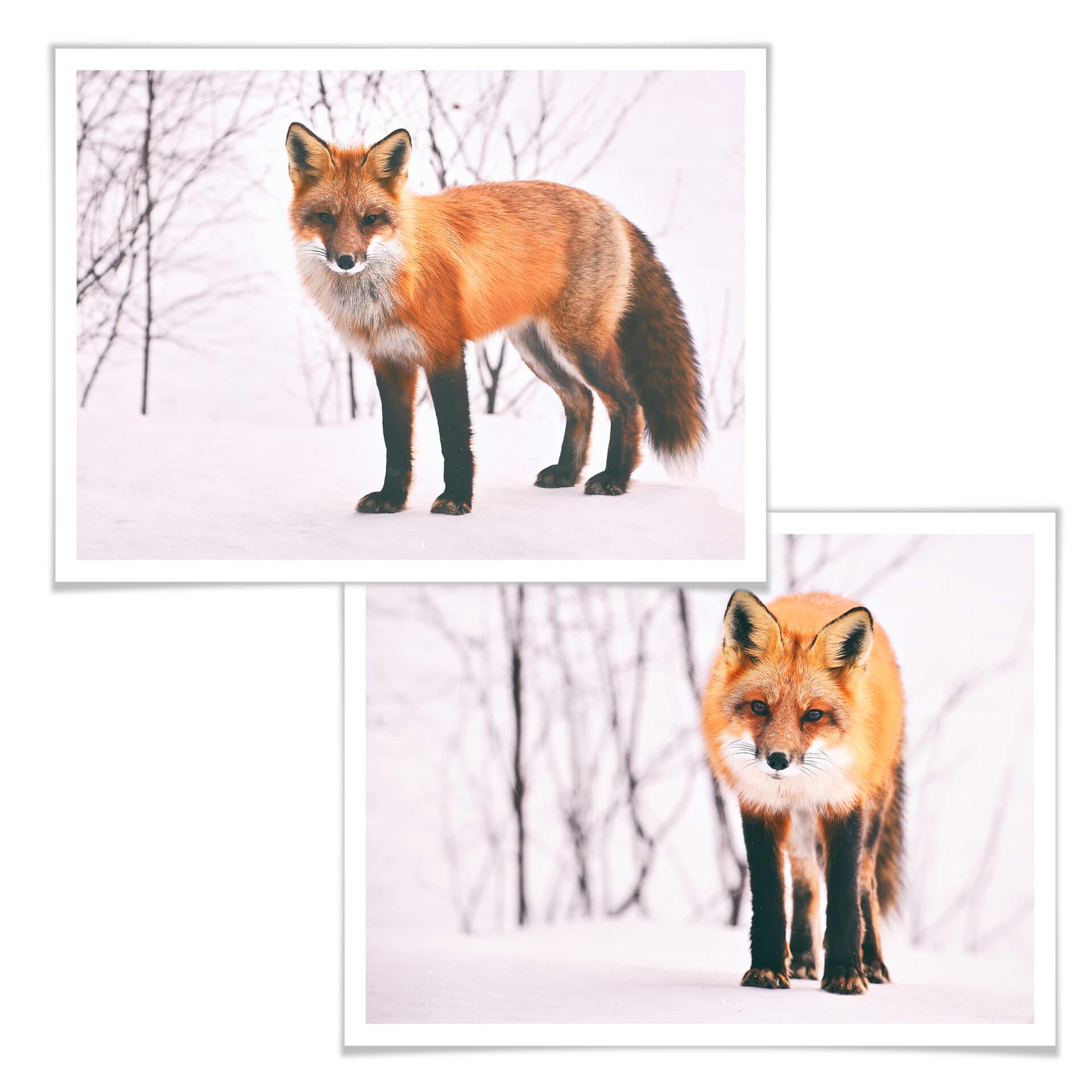Poster Fuchs im Schnee - 2-teilig
