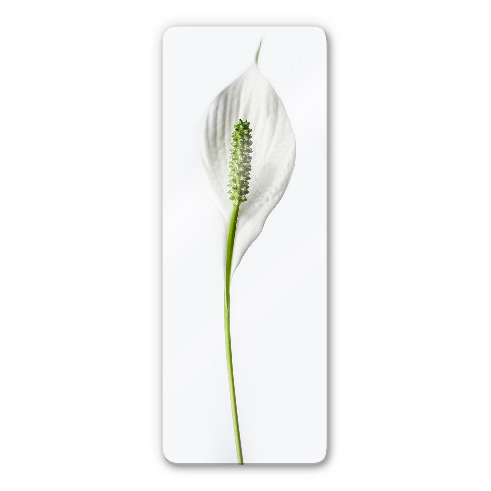 Glasschilderij Peace Lily