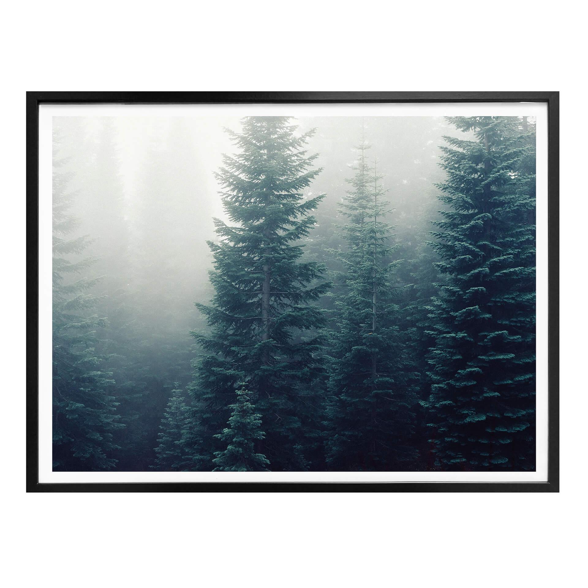 Póster Niebla en el bosque