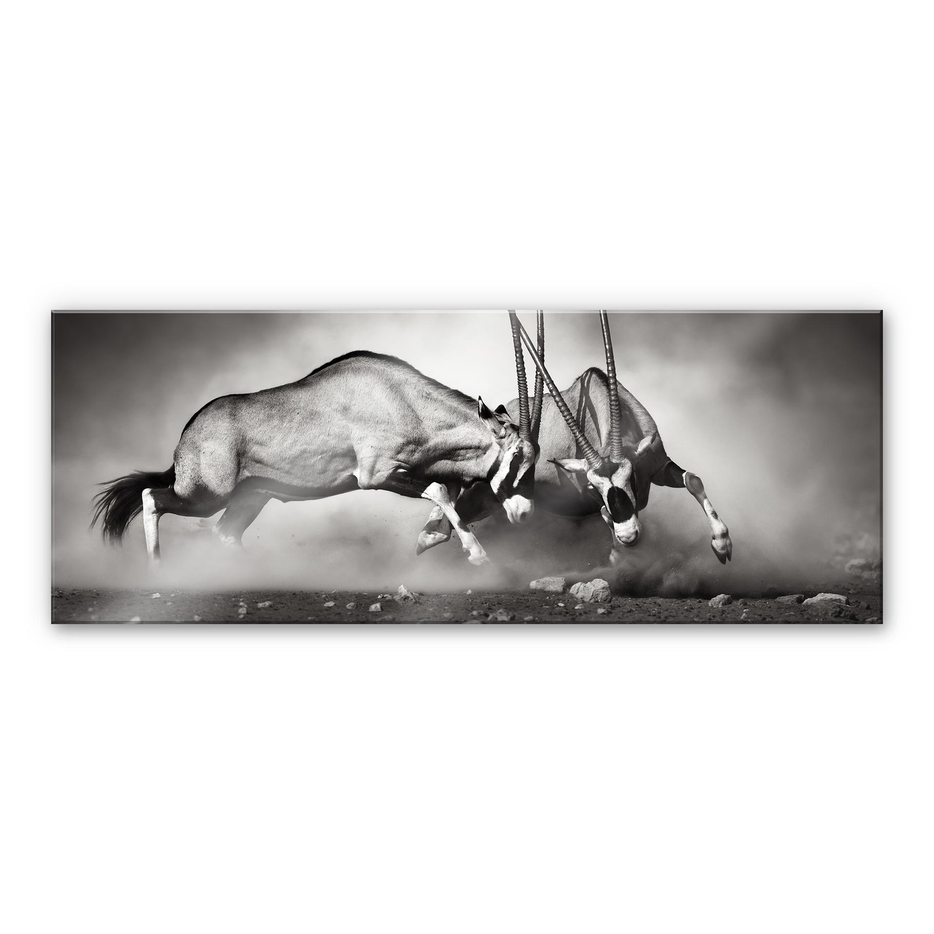 Tableau en verre acrylique -La duel - Panorama