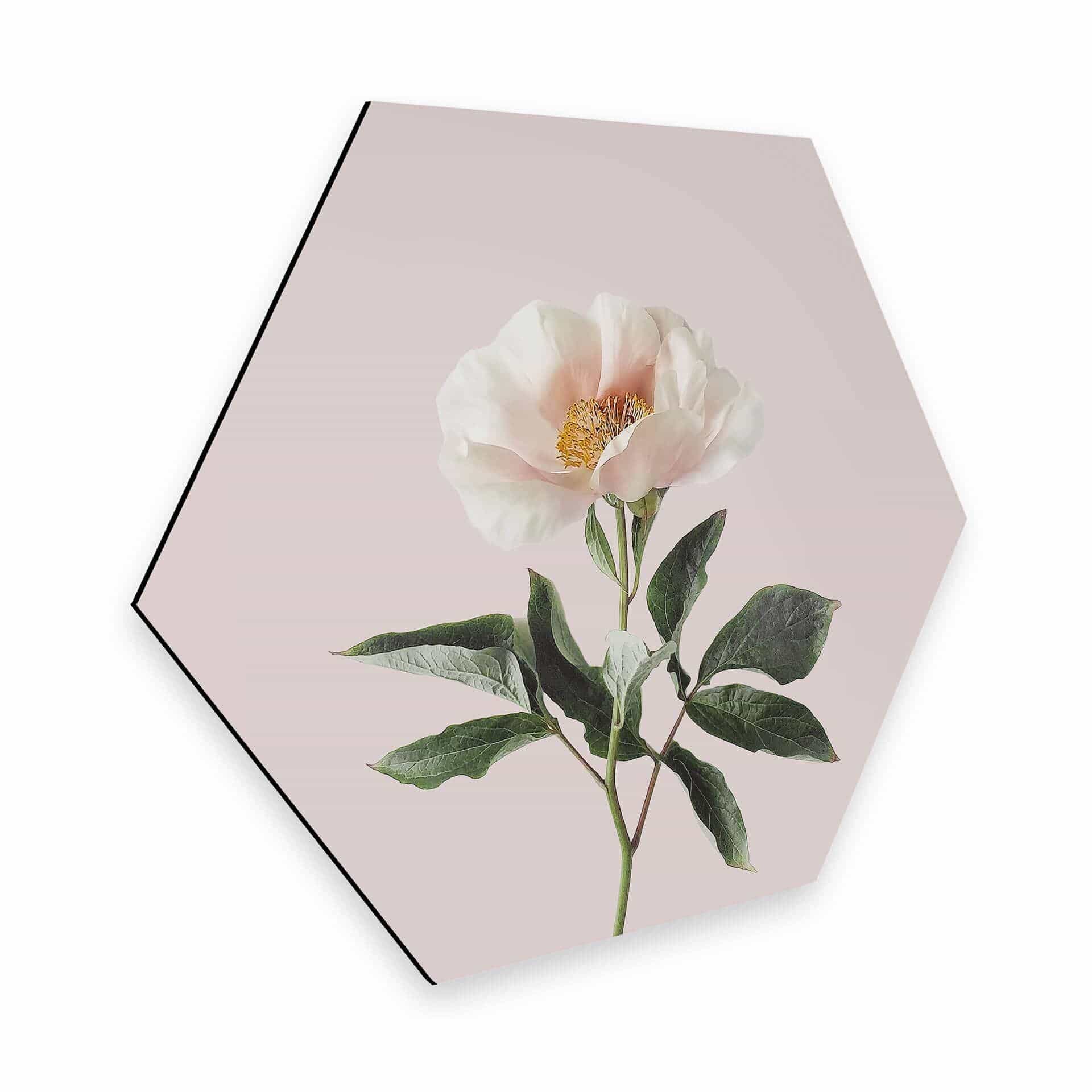 Hexagon Dibond Sisi & Seb - Delicate Flower