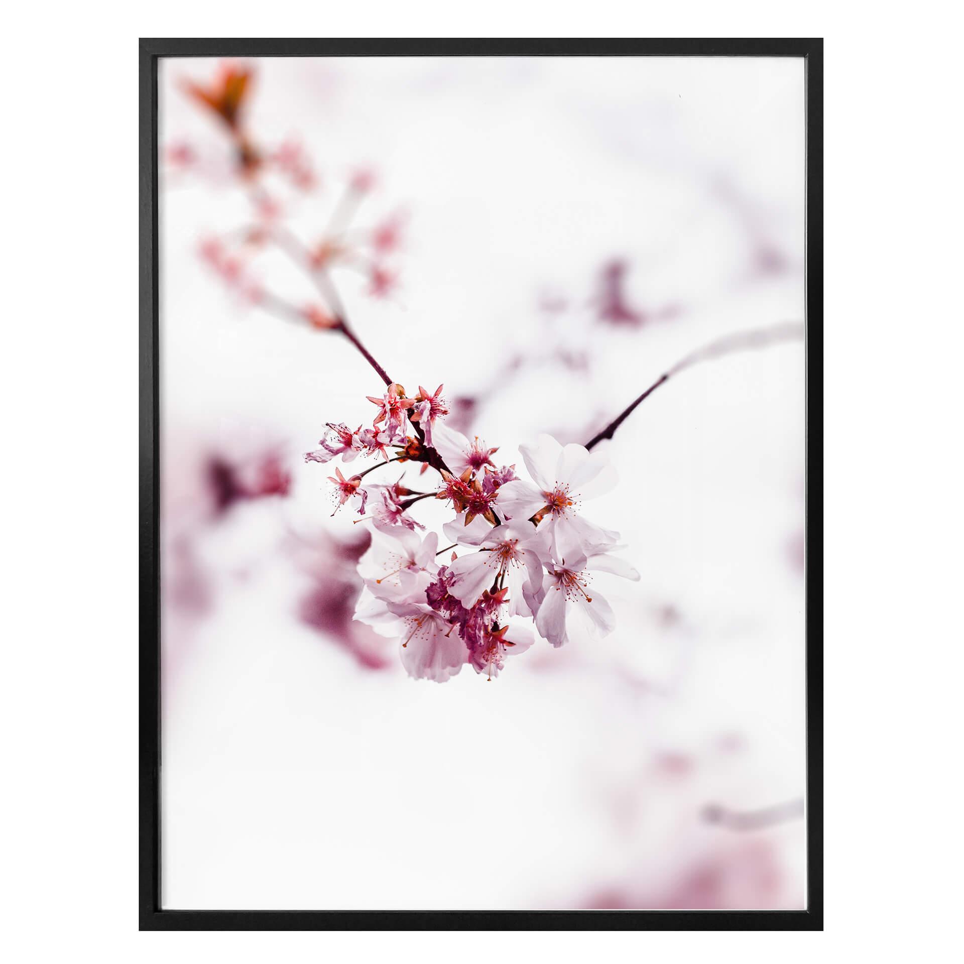 Plakat - Kirsebærblomst