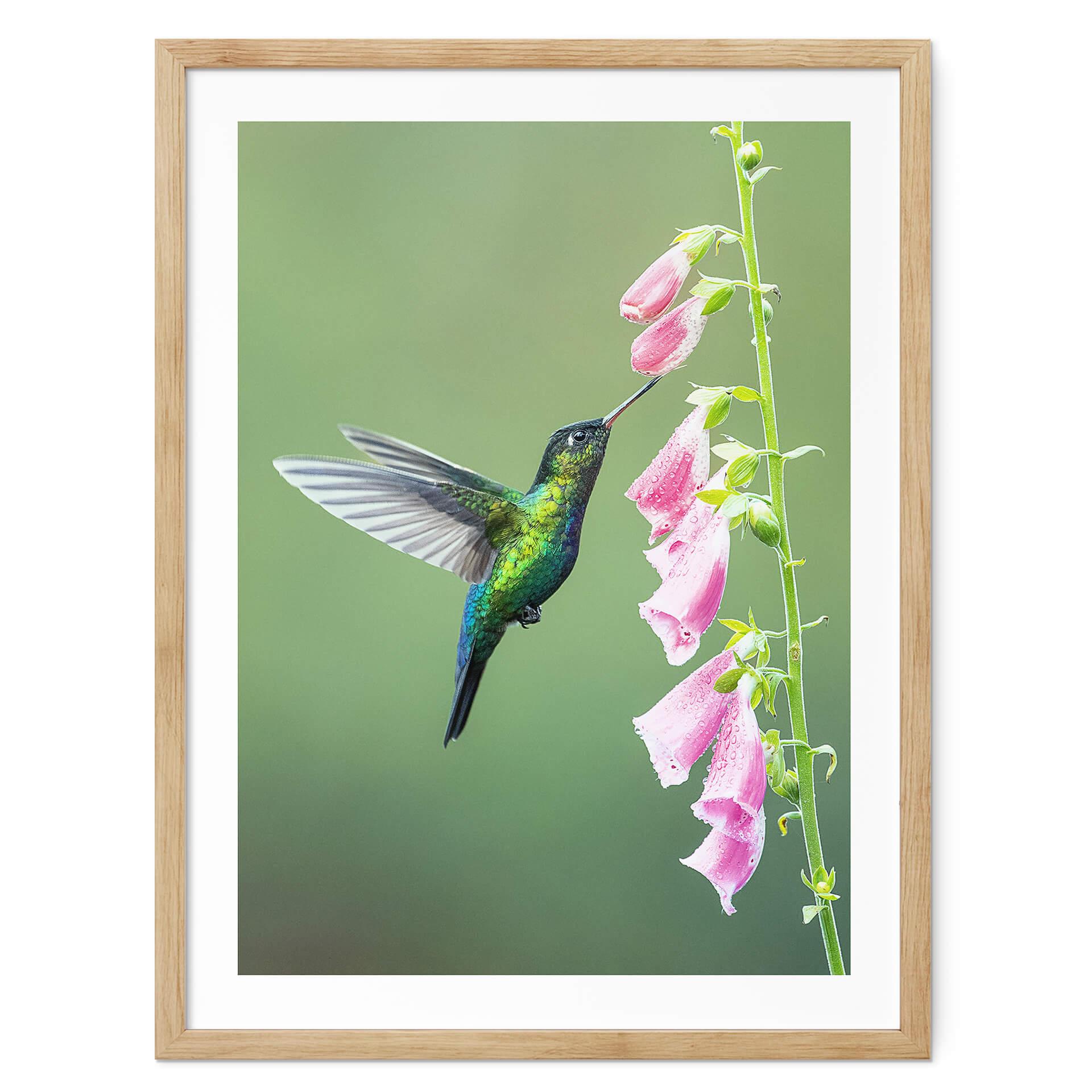 Poster van Duijn - Kolibri i rosa blomma magi