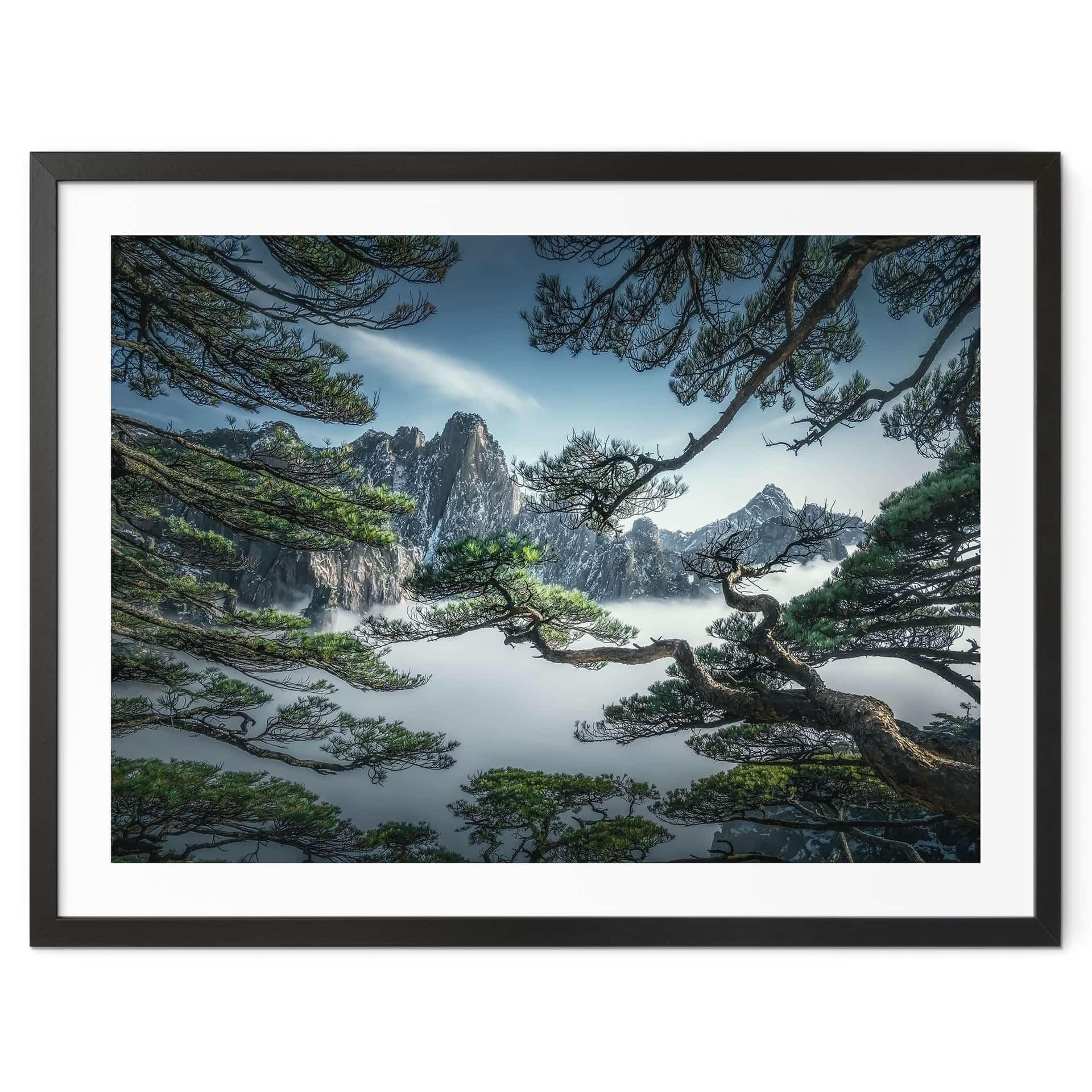 Plakat Fyrreskov i Huang Shan-bjergene - NingYun Ye