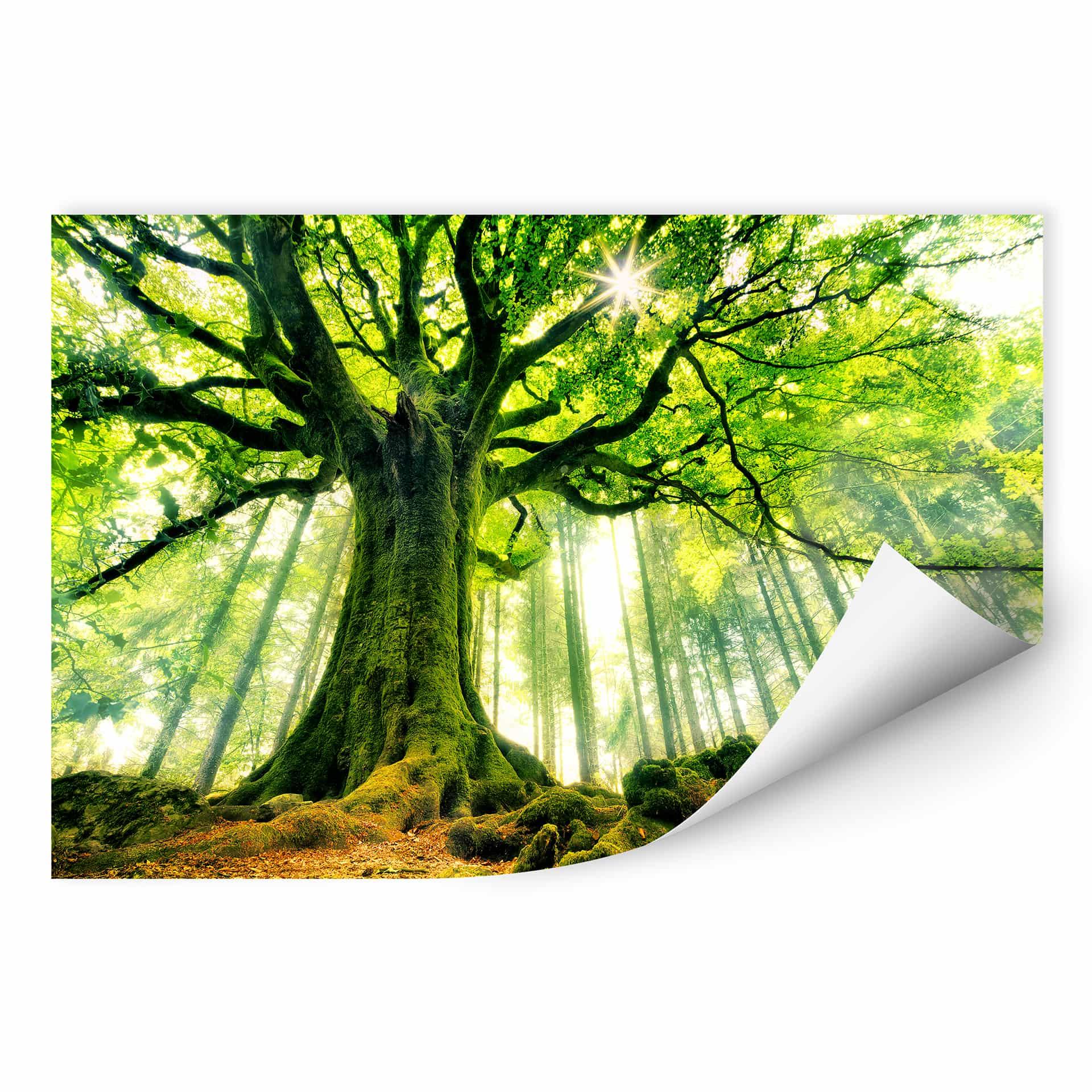 Zelfklevende Poster Kiciak - Fairytale Forest