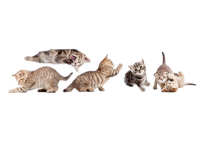 Fensterbild Real baby cats Set 01