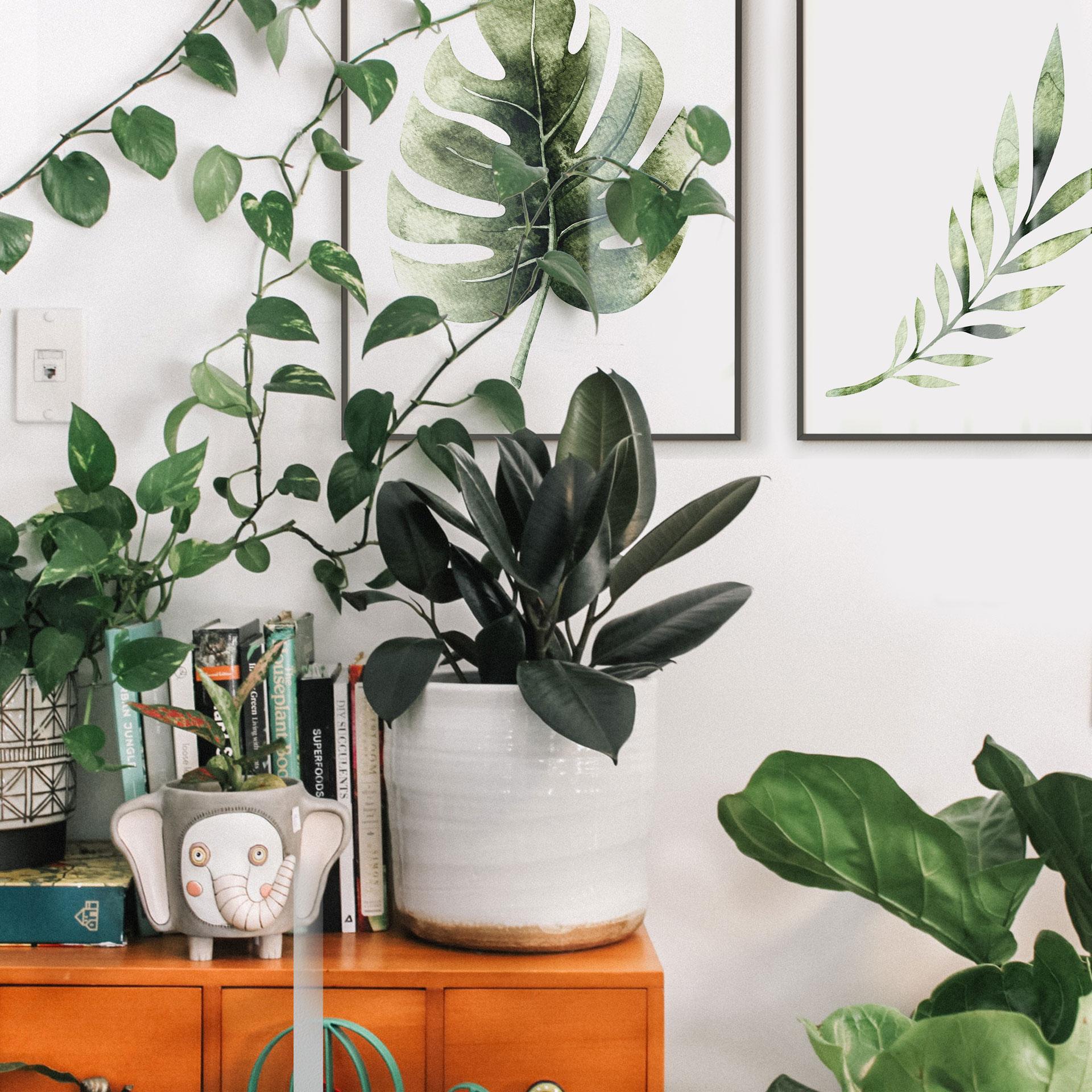 Poster Kvilis - Monstera Blad