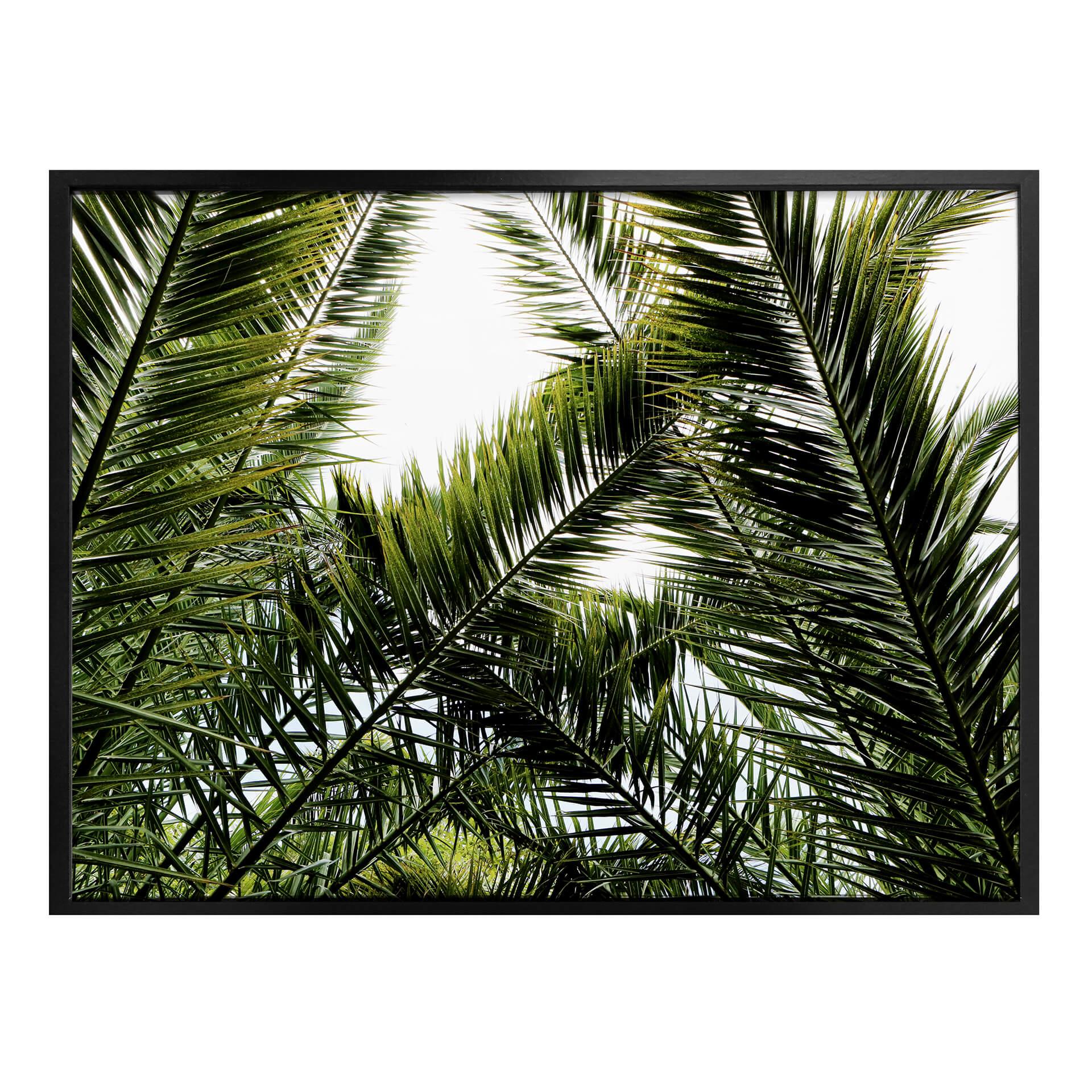 Póster de la palmera datilera