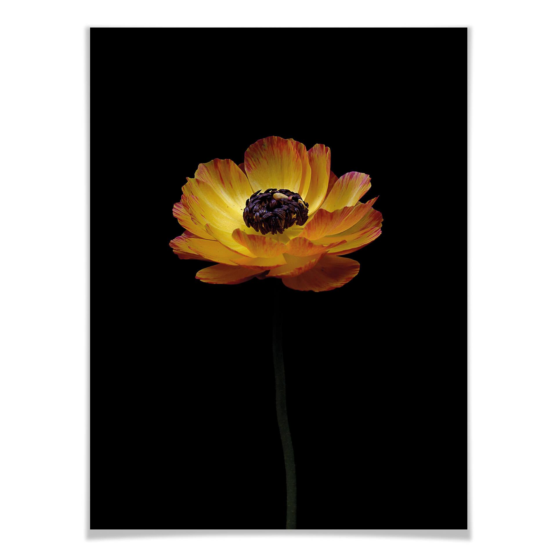 Plakat Żółty ranunculus