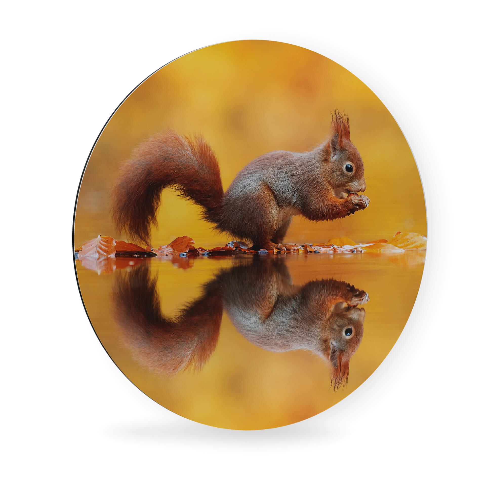 Alu-Dibond van Duijn - Eichhörnchen mit Nuss - Rund