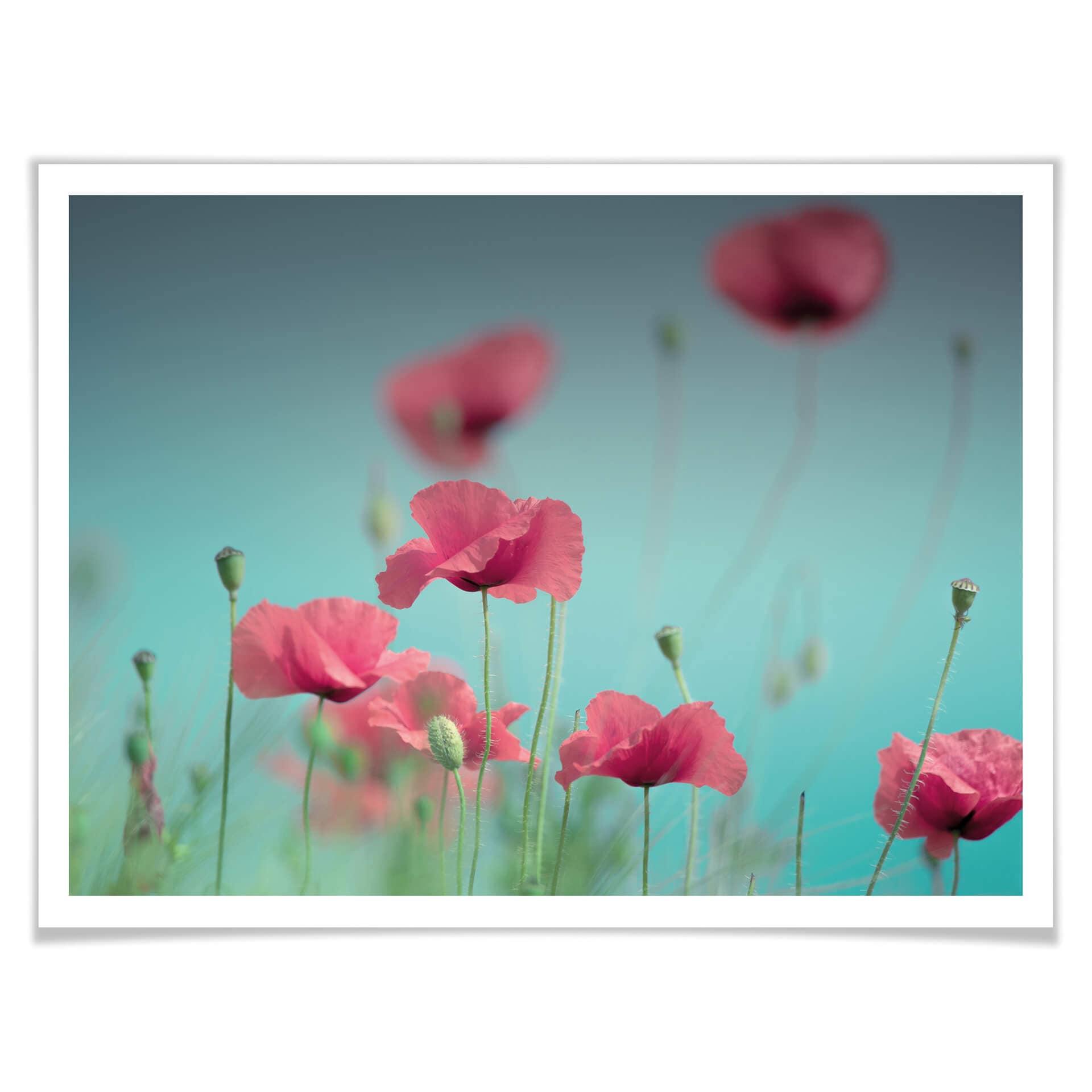 Póster Delgado - Amapolas Pastel