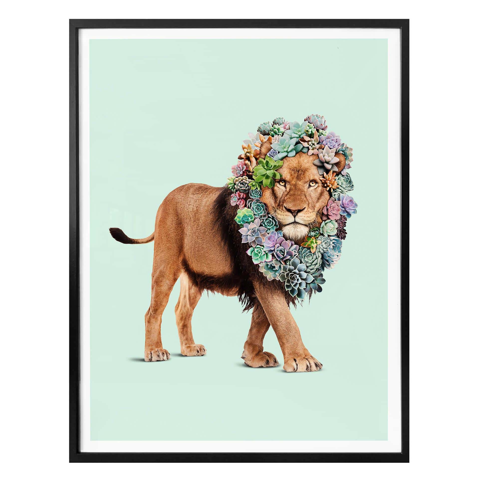 Póster Suelto - León suculento